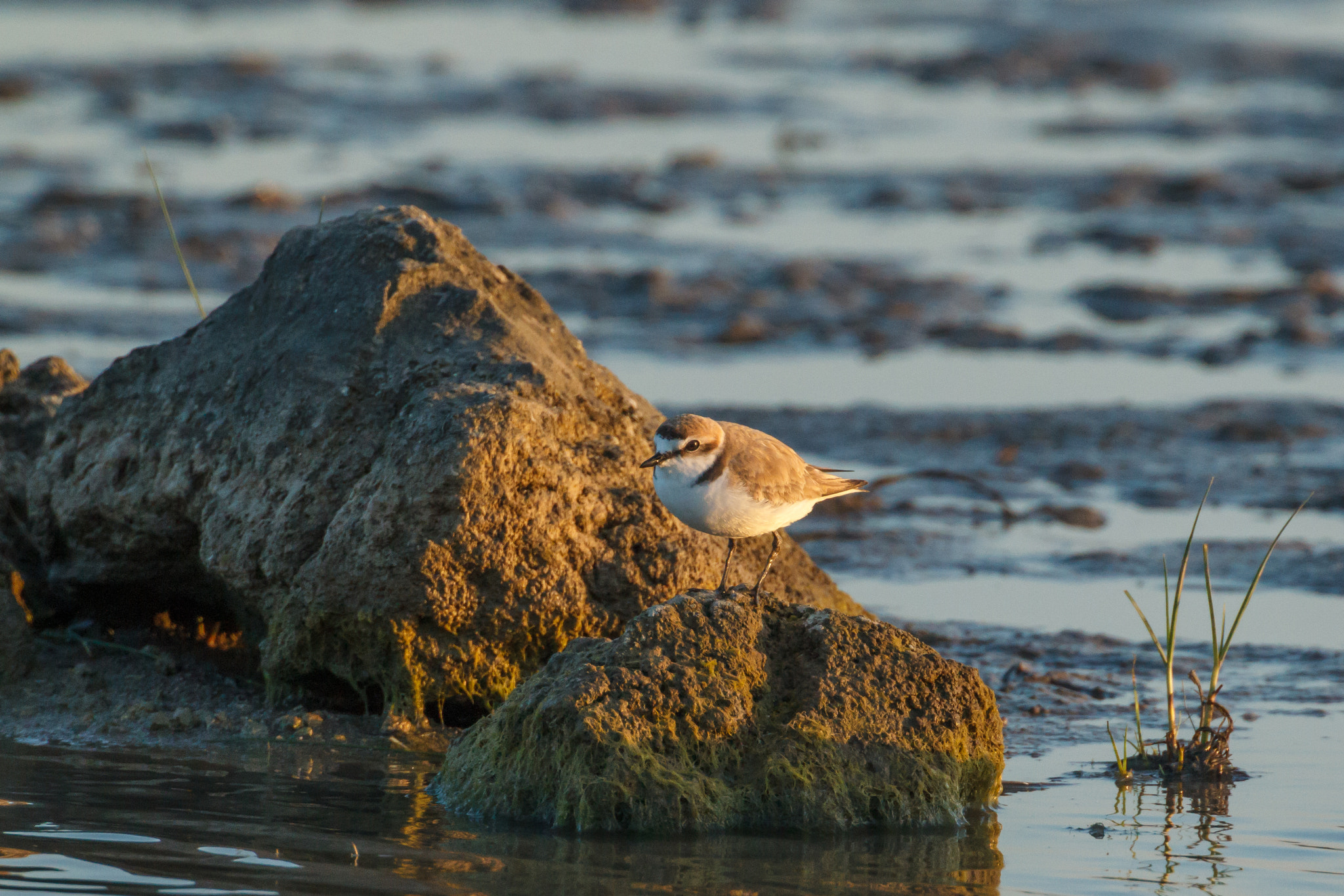 Canon EF 500mm F4L IS USM sample photo. Kentish plover standing on a large stone photography