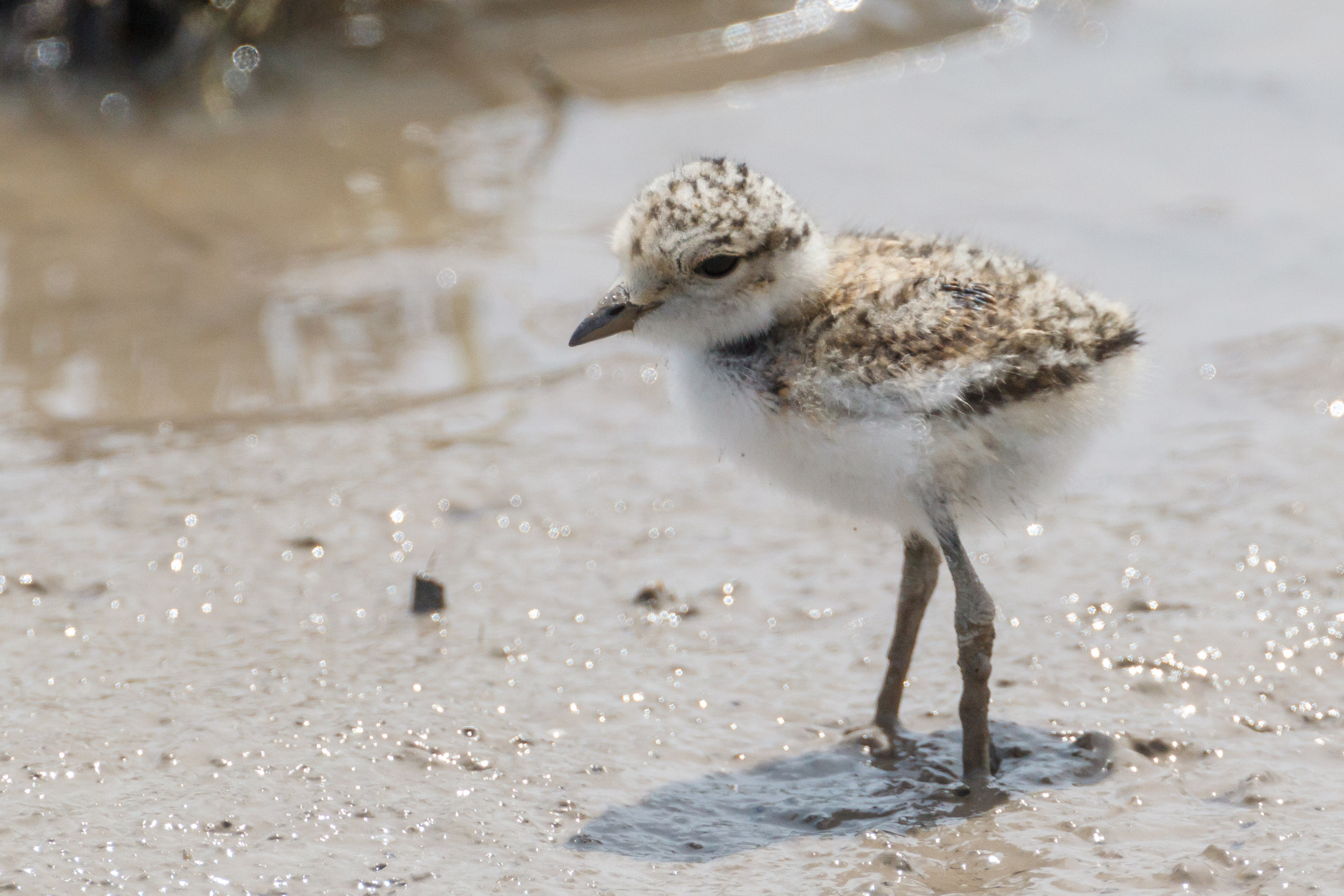 Canon EOS-1D Mark IV + Canon EF 500mm F4L IS USM sample photo. Chick of a kentish plover standing in mud photography