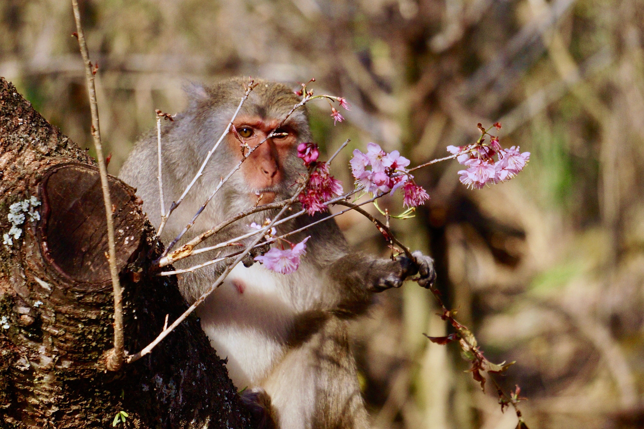 Sony E 55-210mm F4.5-6.3 OSS sample photo. Monkey in wuling farm, taichung, taiwan photography