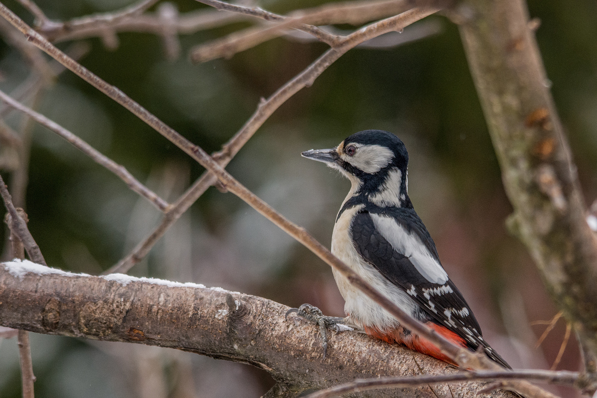 Sigma 150-500mm F5-6.3 DG OS HSM sample photo. Great spotted woodpecker photography