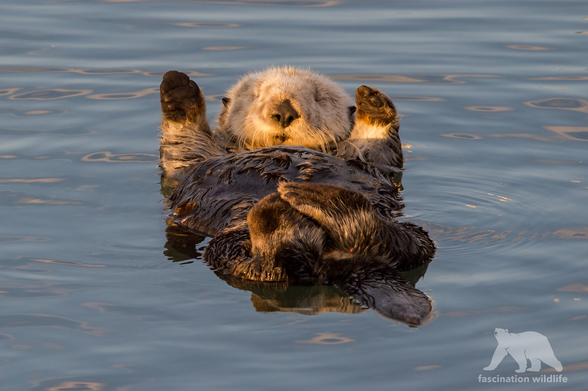 Nikon D4S + Sigma 150-600mm F5-6.3 DG OS HSM | S sample photo. Otter yoga photography