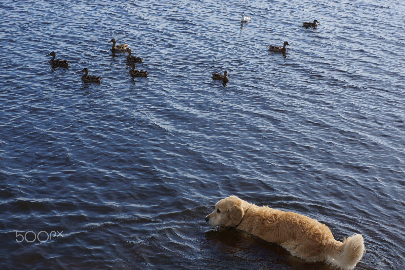 Sony SLT-A65 (SLT-A65V) sample photo. The dog breed golden retriever comes in a lake with floating ducks photography