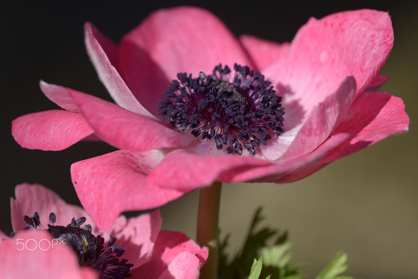 Sigma 150mm F2.8 EX DG OS Macro HSM sample photo. Anemone photography