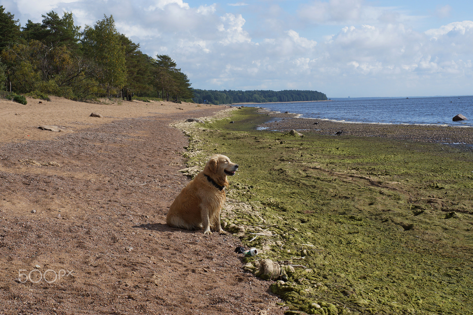 Sony SLT-A65 (SLT-A65V) sample photo. The dog breed golden retriever sitting on the beach and looks into the distance at sea, squinting... photography