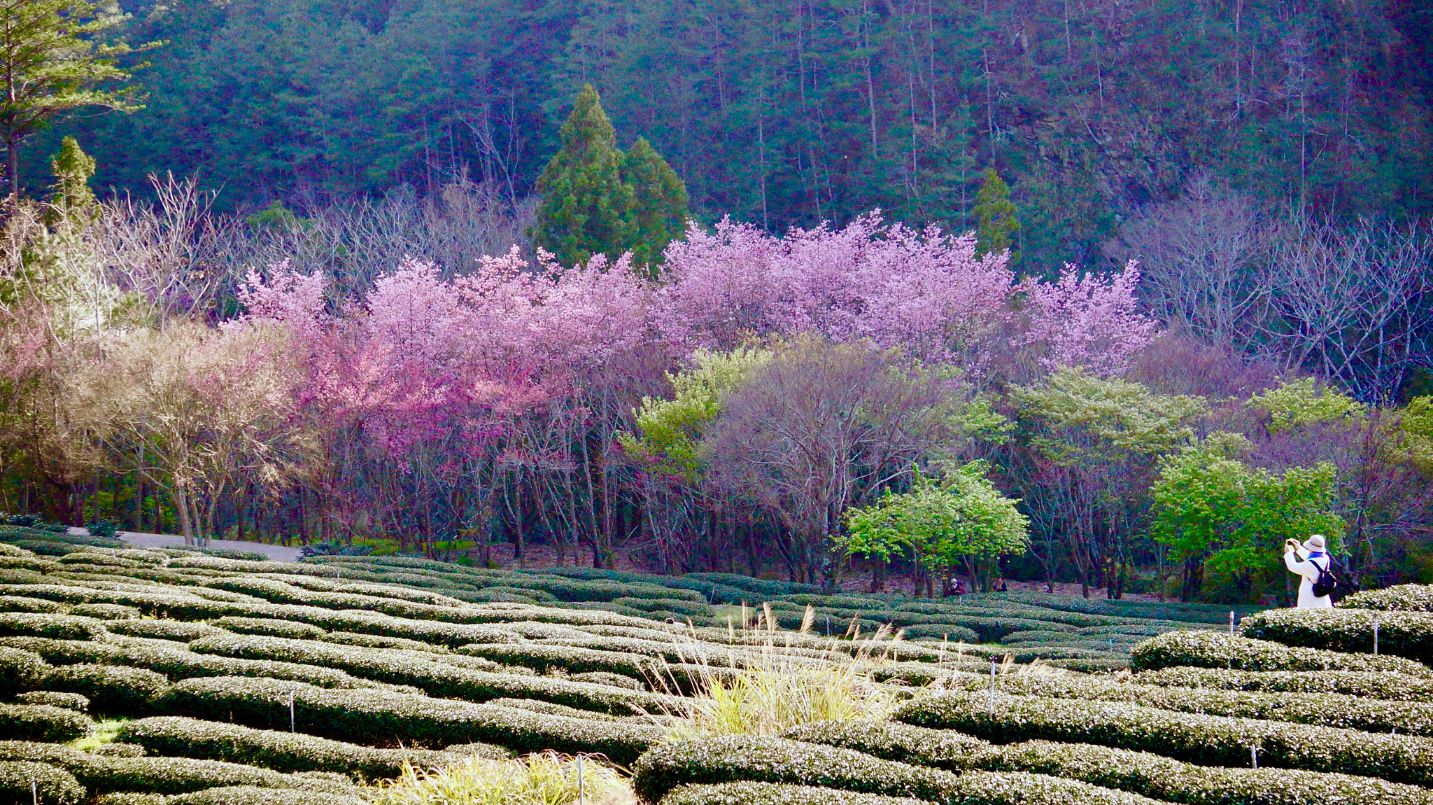 Sony E 55-210mm F4.5-6.3 OSS sample photo. Cherry blossoms in tea garden of wuling farm, taiwan photography