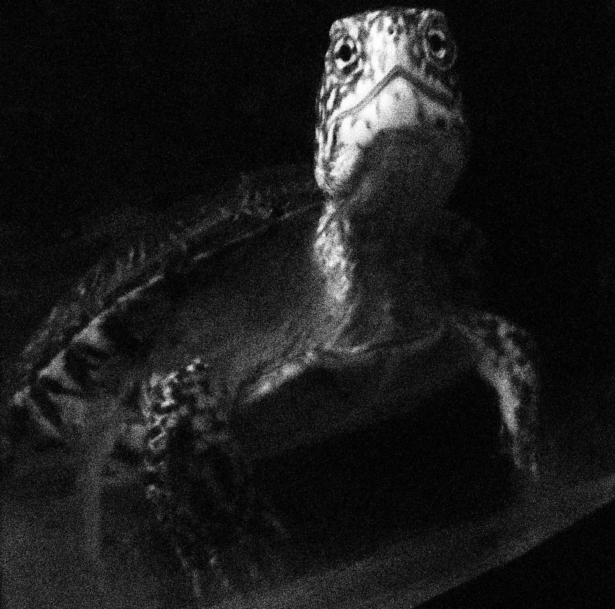 Canon PowerShot A3300 IS sample photo. Portrait of the turtle. photography