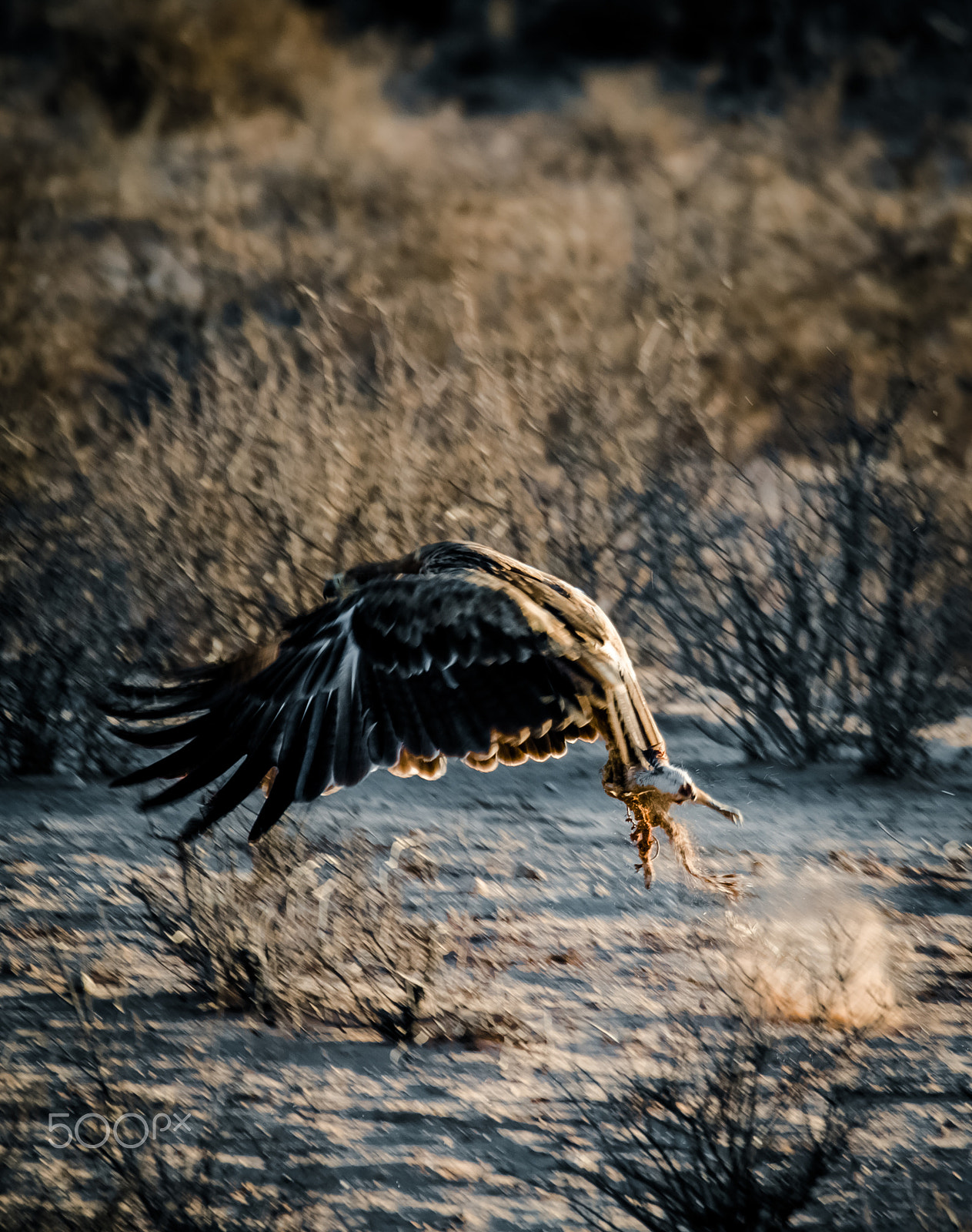 Sigma 150-600mm F5-6.3 DG OS HSM | C sample photo. Eagles catch! photography