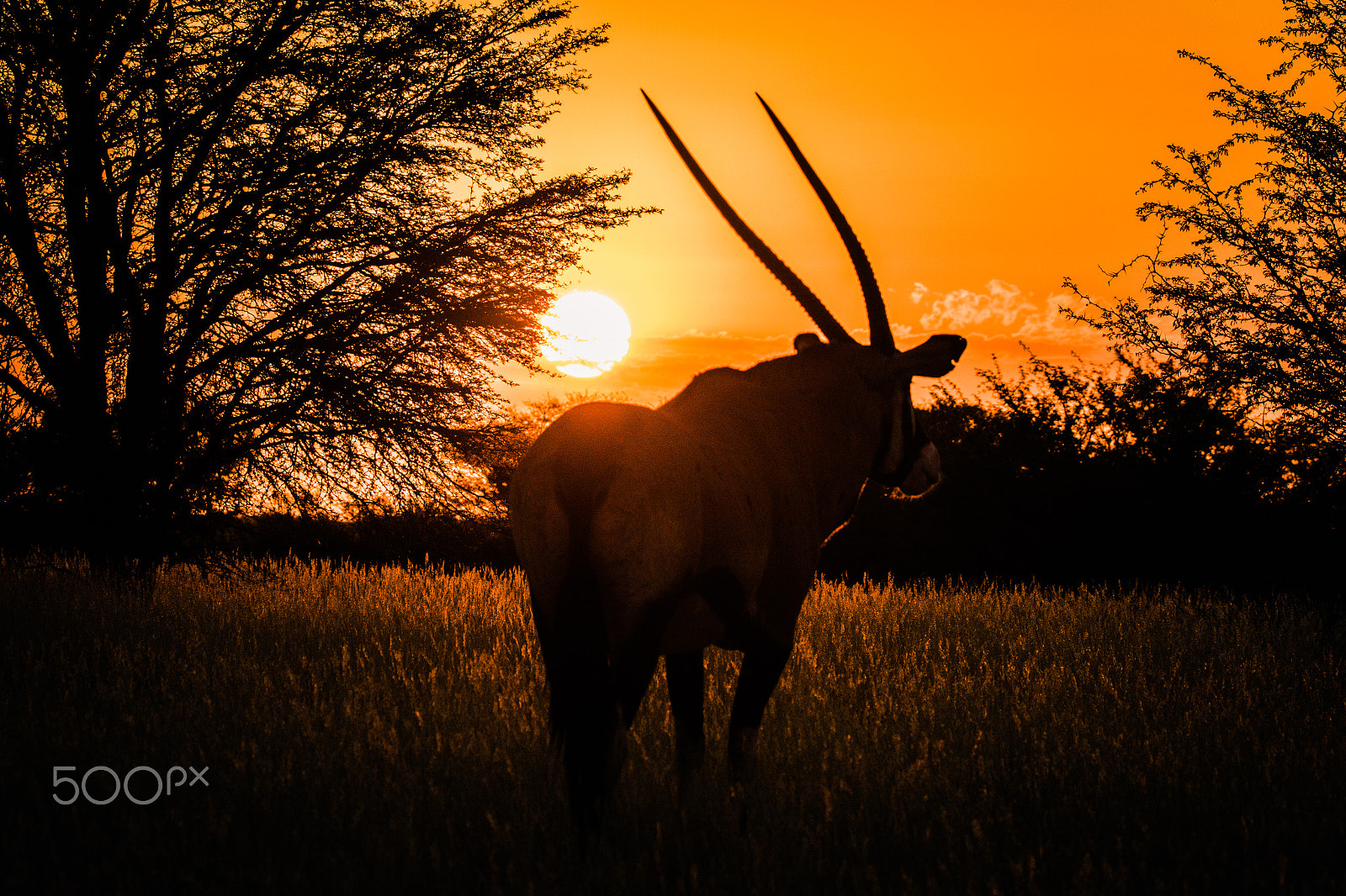 Sigma 150-600mm F5-6.3 DG OS HSM | C sample photo. African sunset with oryx photography