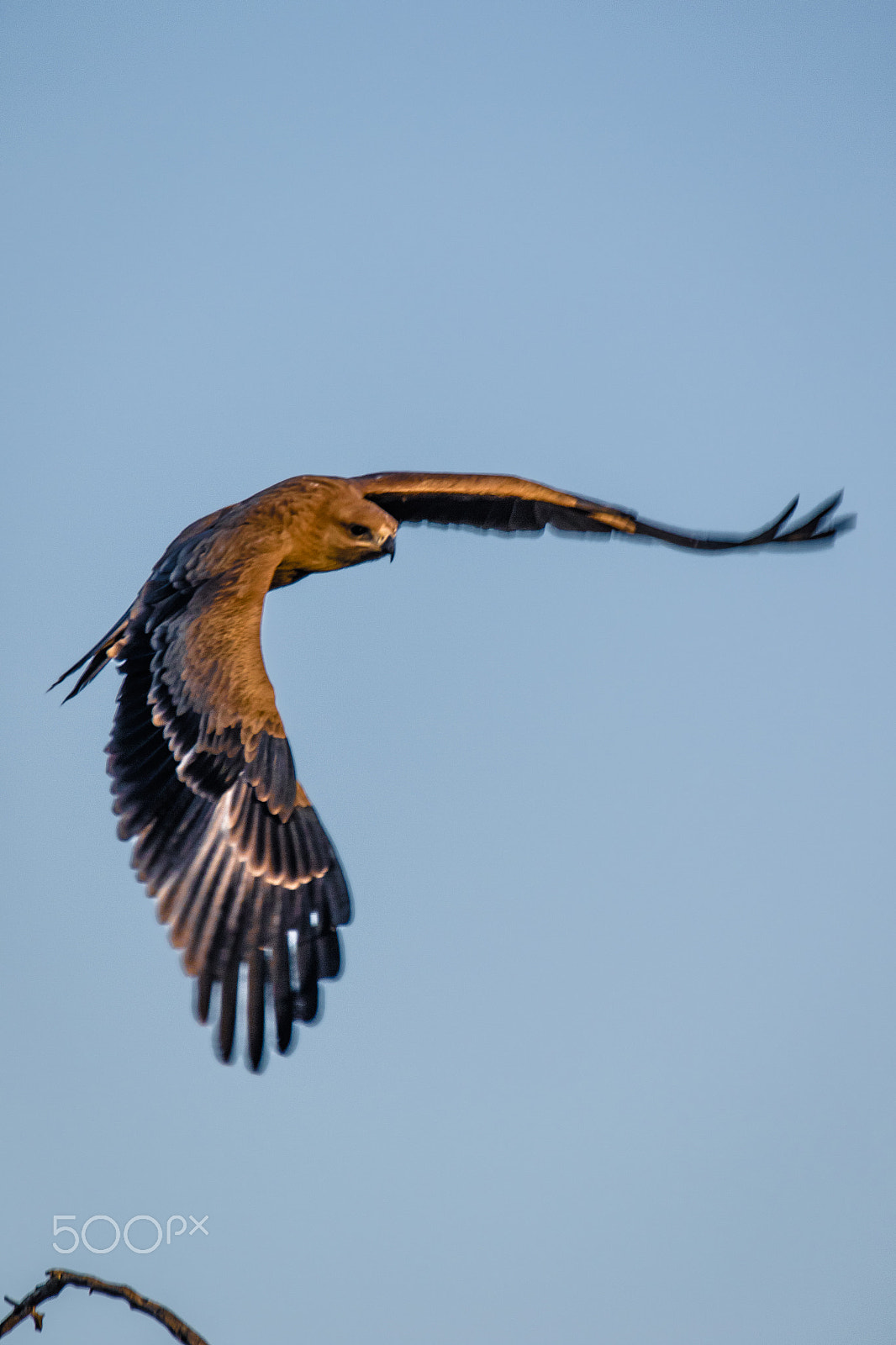 Sigma 150-600mm F5-6.3 DG OS HSM | C sample photo. Fly like an eagle photography