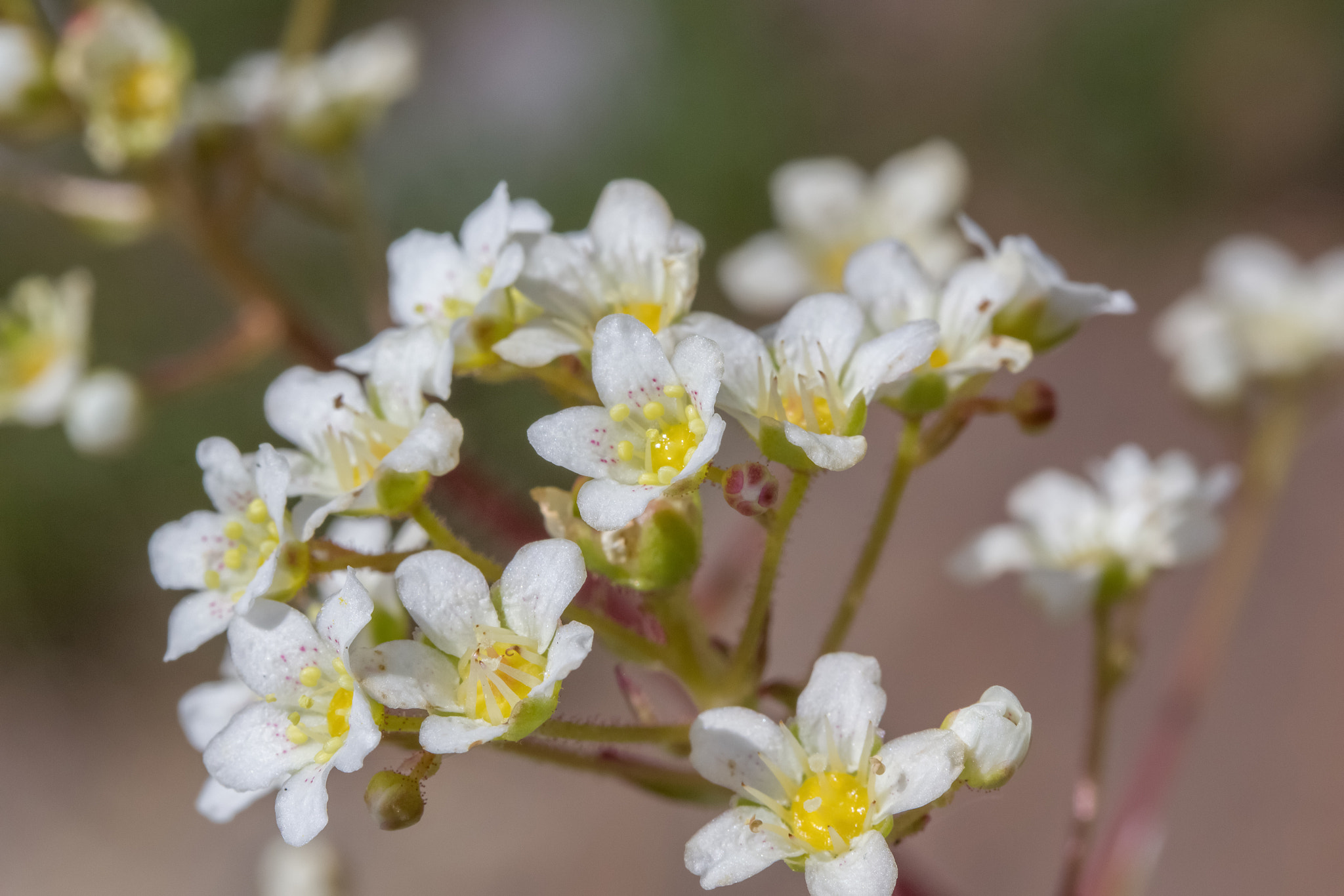 Canon EF-S 60mm F2.8 Macro USM sample photo. Spring 1 photography