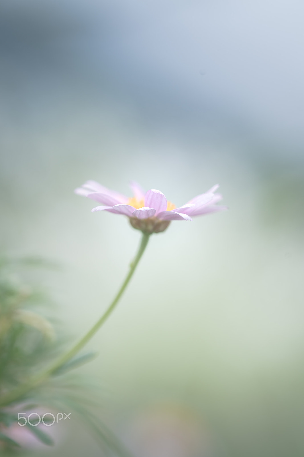 Sony a99 II + Sony 100mm F2.8 Macro sample photo. Affection photography