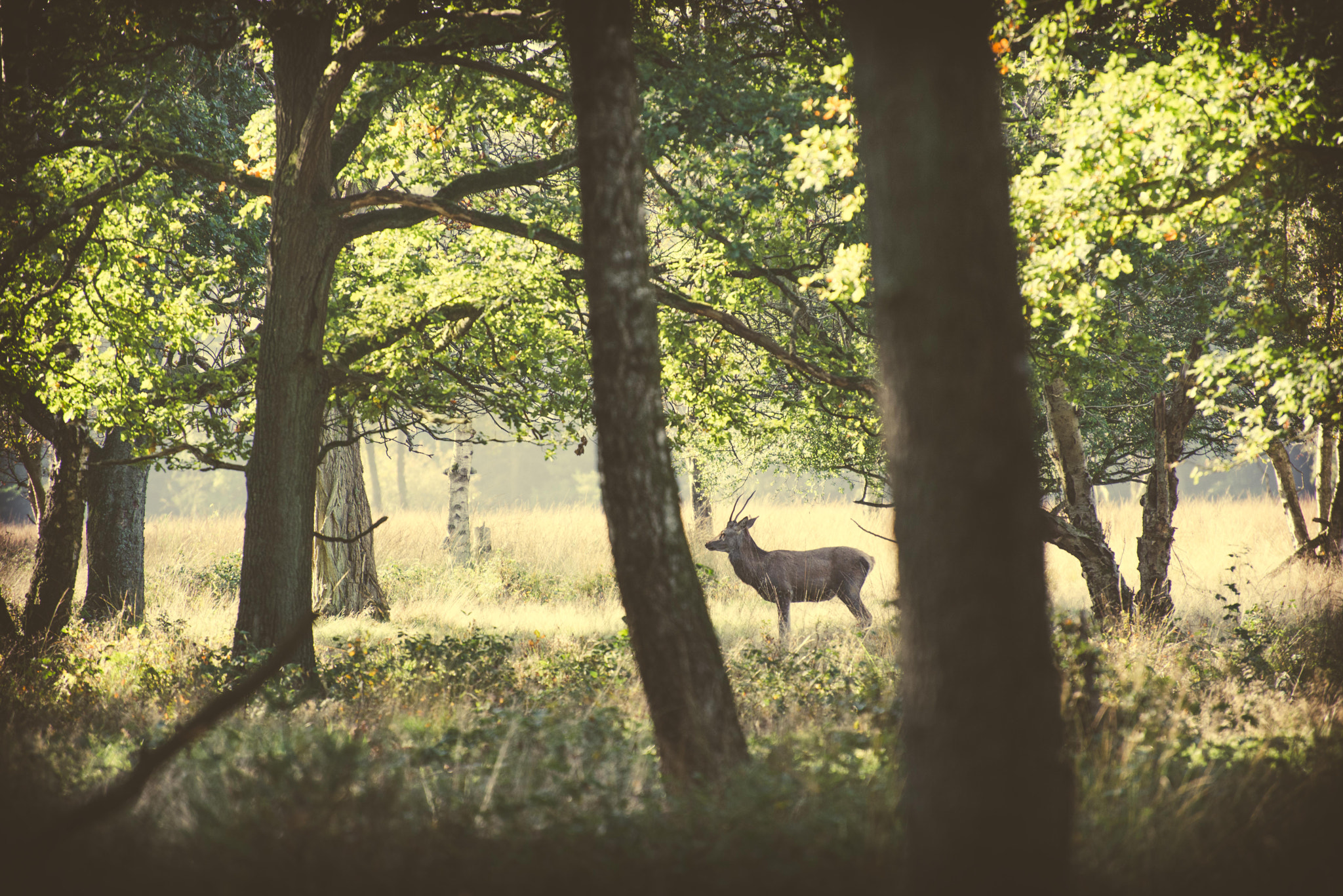 Nikon D800 sample photo. Hoge veluwe national park photography