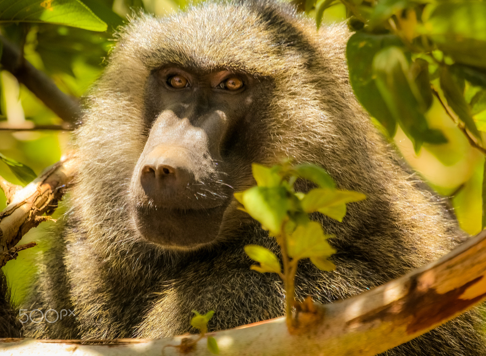 Canon EF 100-400mm F4.5-5.6L IS USM sample photo. Baboon photography