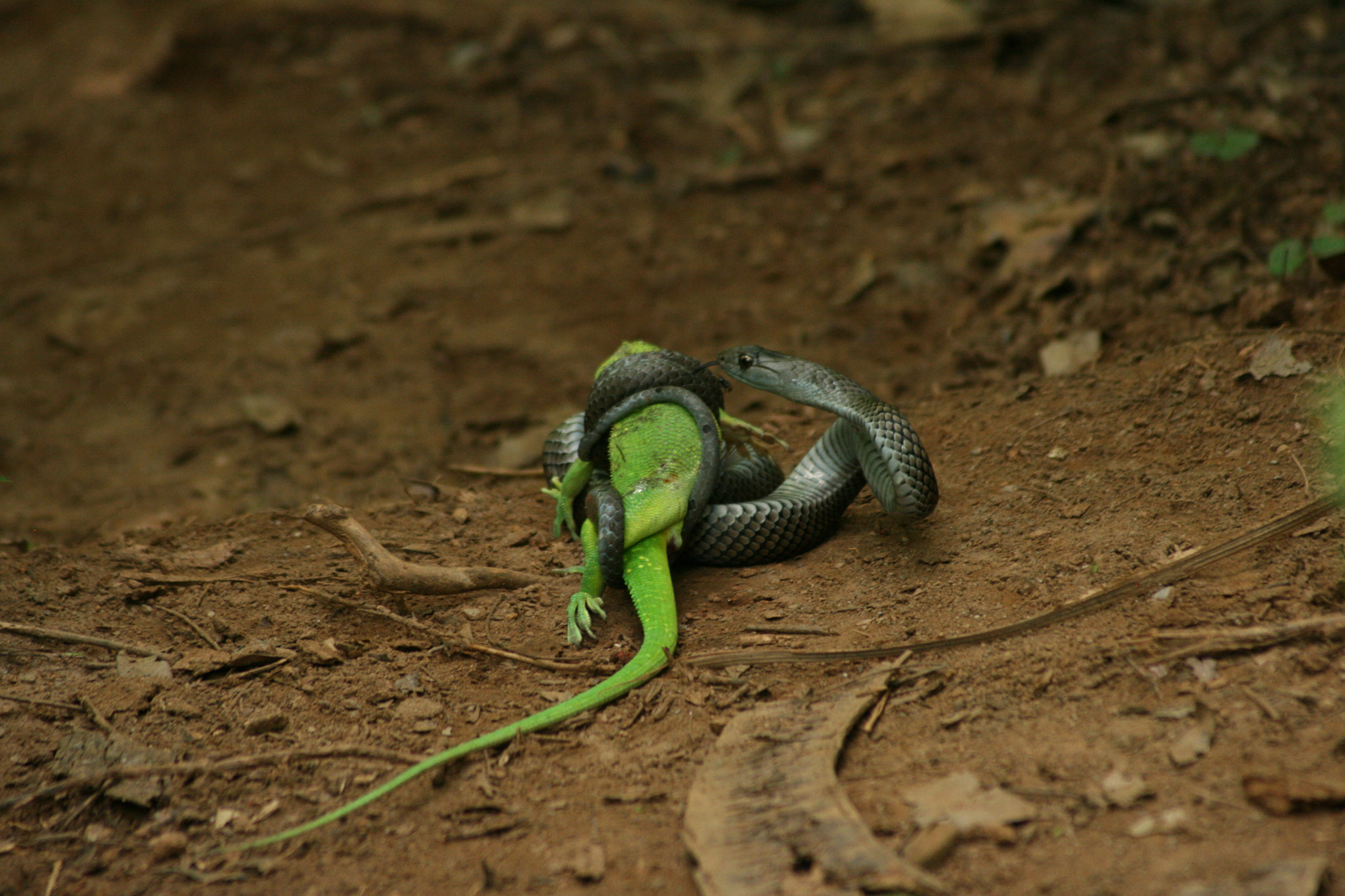 Canon EOS 400D (EOS Digital Rebel XTi / EOS Kiss Digital X) + Canon EF 55-200mm f/4.5-5.6 sample photo. Cuba, lucky snake, unlucky lizard. photography