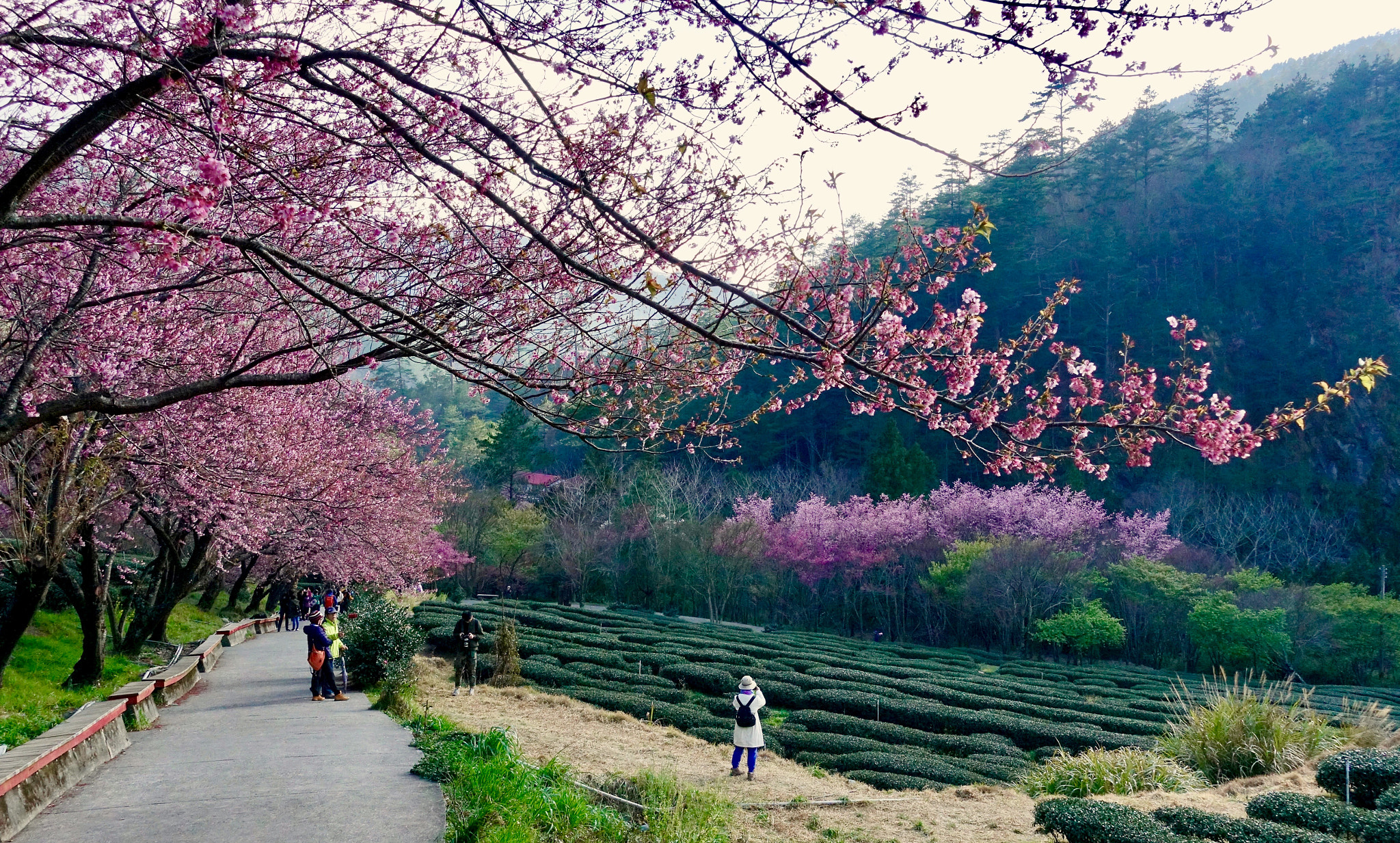 Sony DSC-RX100M5 + Sony 24-70mm F1.8-2.8 sample photo. Cherry blossoms in tea garden of wuling farm, taiwan photography