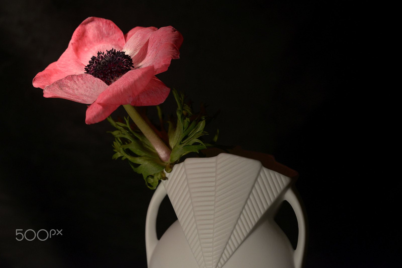 Sigma 150mm F2.8 EX DG OS Macro HSM sample photo. Anemone photography