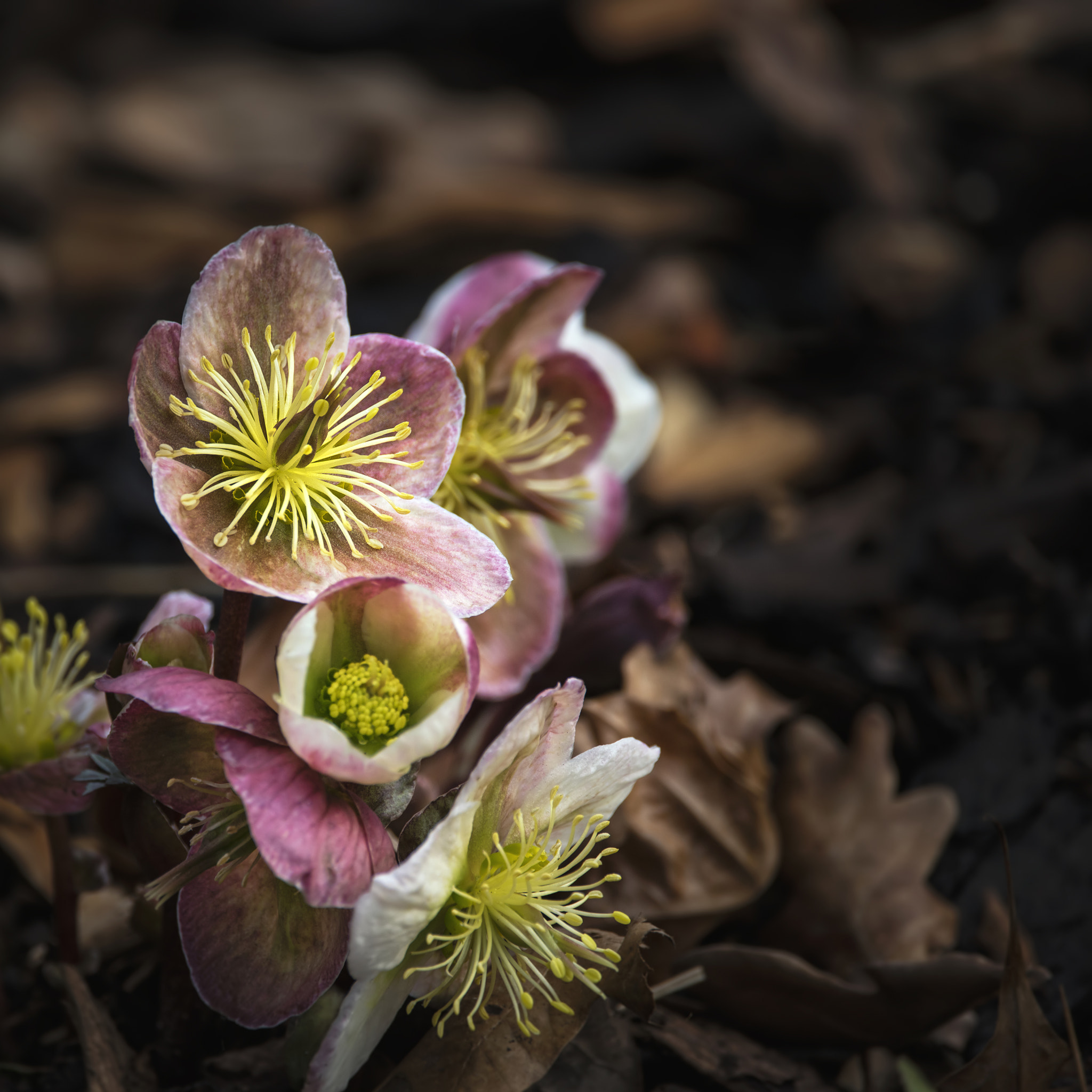 Sigma 150-600mm F5-6.3 DG OS HSM | C sample photo. Beautiful helleborous x ericsmithii water moonbeam flower in spr photography