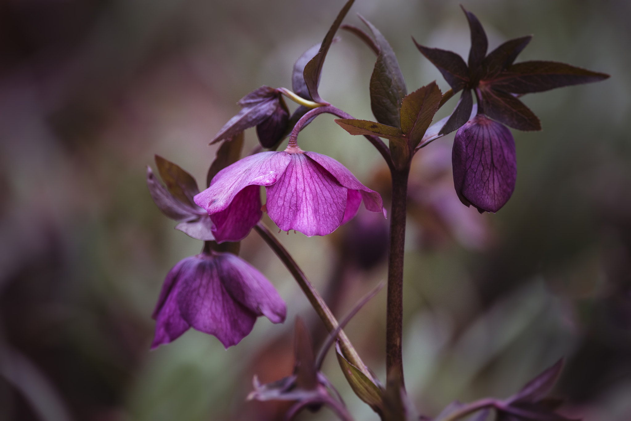 Sigma 150-600mm F5-6.3 DG OS HSM | C sample photo. Beautiful helleborous atrorubens flower in spring on woodland fl photography