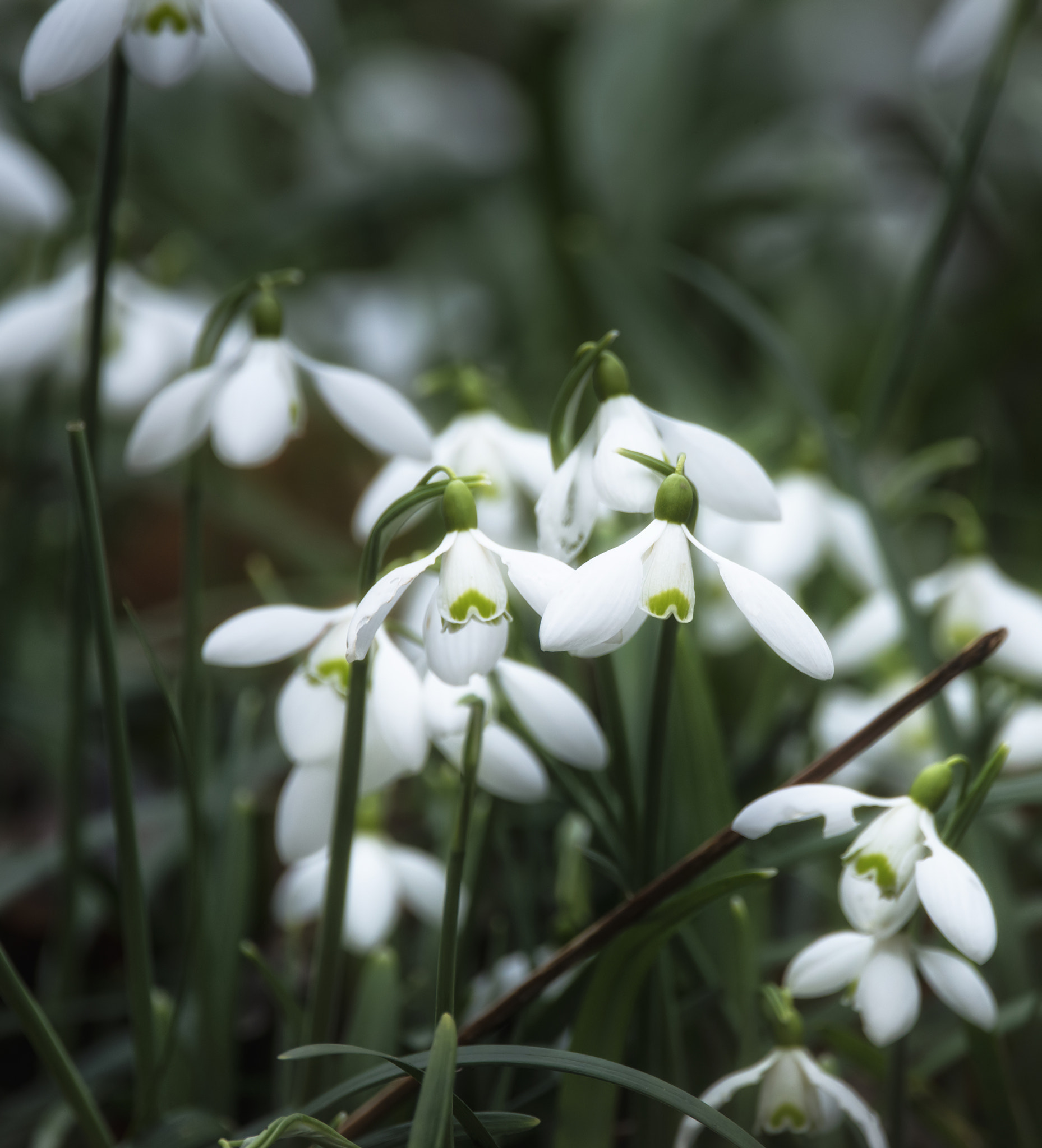 Sigma 150-600mm F5-6.3 DG OS HSM | C sample photo. Beautiful snowdrop galanthus flowers in full bloom in spring for photography