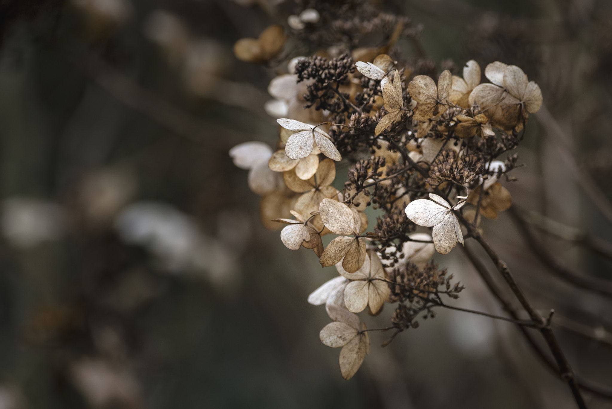 Sigma 150-600mm F5-6.3 DG OS HSM | C sample photo. Beautiful dried hydrangea hortensia flowers cross processed for photography