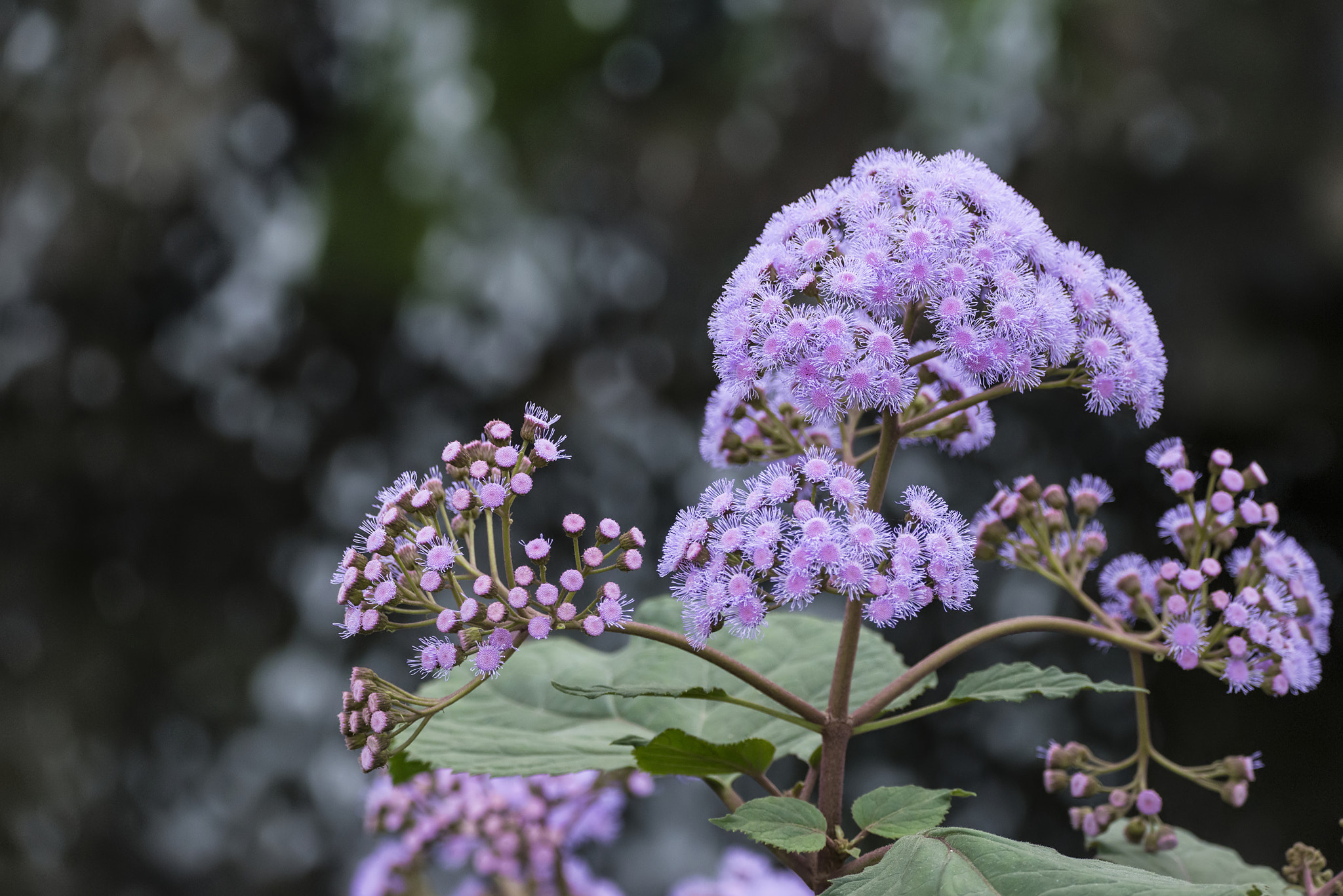 Sigma 150-600mm F5-6.3 DG OS HSM | C sample photo. Stunning purple torch bartlettina sordida flower in full bloom photography