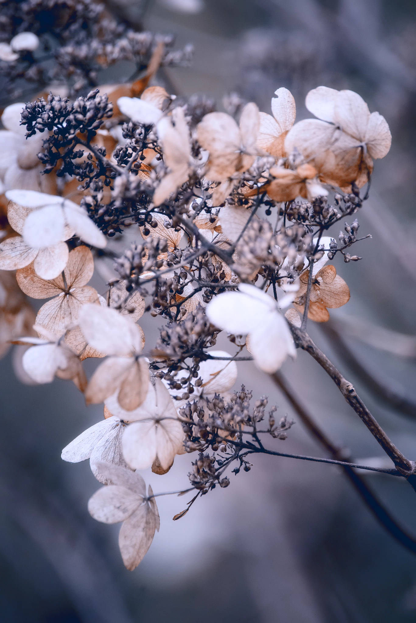 Sigma 150-600mm F5-6.3 DG OS HSM | C sample photo. Beautiful dried hydrangea hortensia flowers cross processed for photography