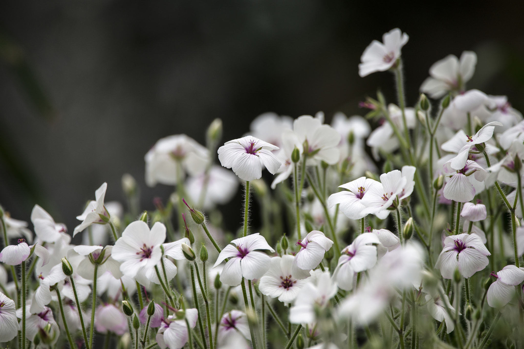 Sigma 150-600mm F5-6.3 DG OS HSM | C sample photo. Beautiful small white and pink flowers in bloom in spring photography