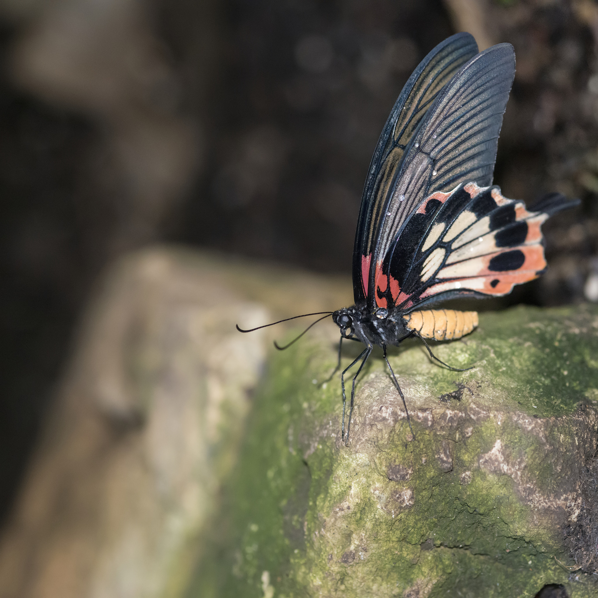 Nikon D800 + Sigma 105mm F2.8 EX DG Macro sample photo. Beautiful common mormon papilio polytes butterfly in rose mimicr photography