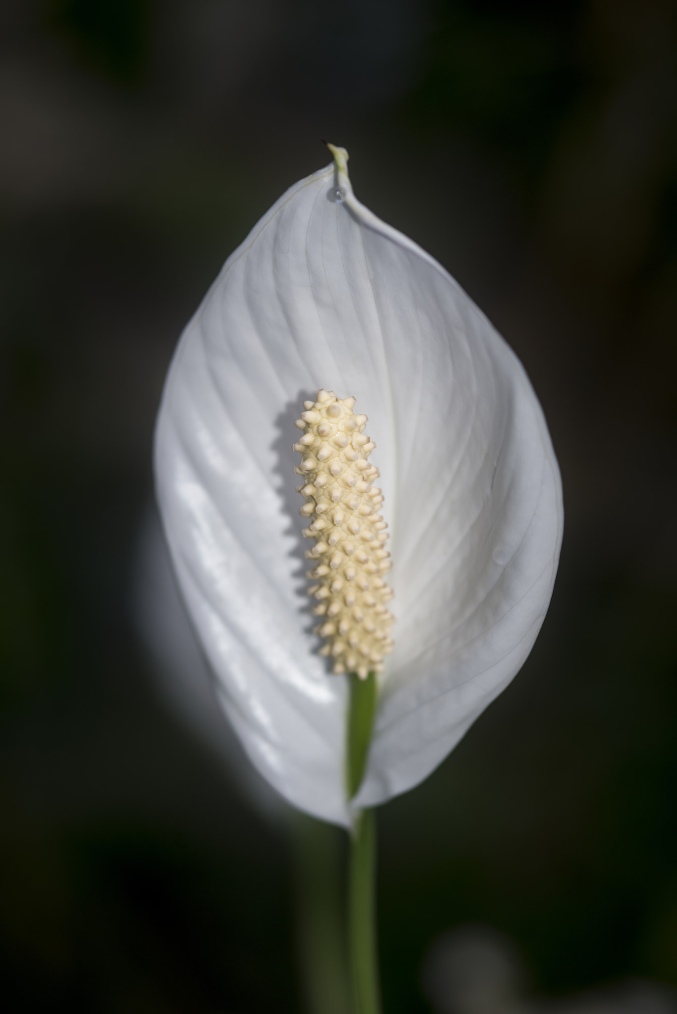 Nikon D800 + Sigma 105mm F2.8 EX DG Macro sample photo. Stunning calla lily zantedeschia aethiopica flower in bloom photography