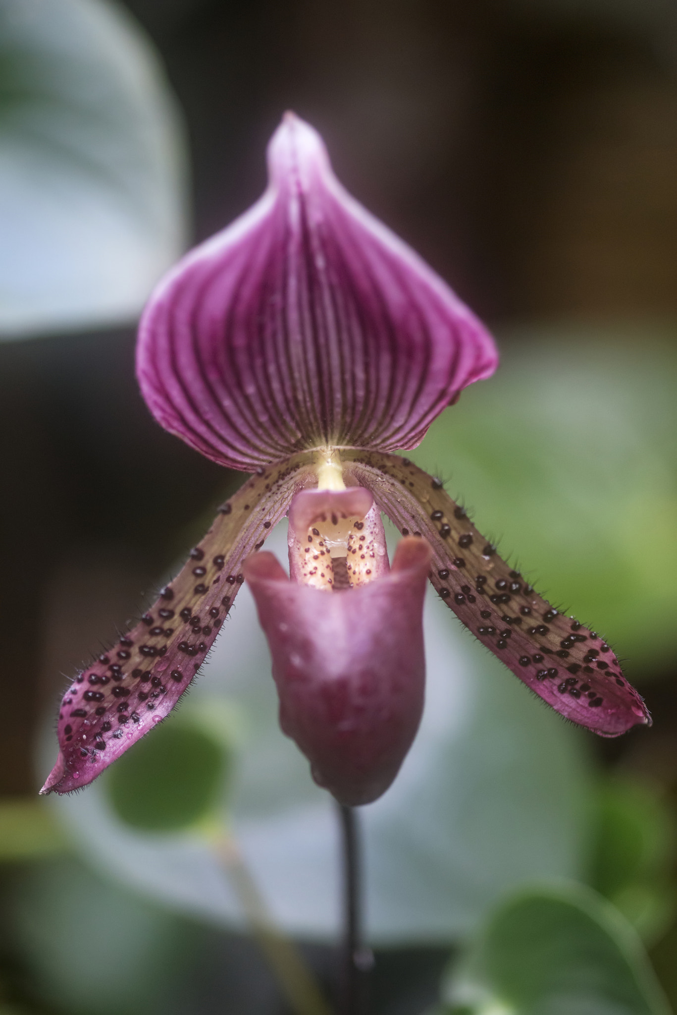 Nikon D800 + Sigma 105mm F2.8 EX DG Macro sample photo. Stunning venus slipper orchid flower paphiopadilum in full bloom photography
