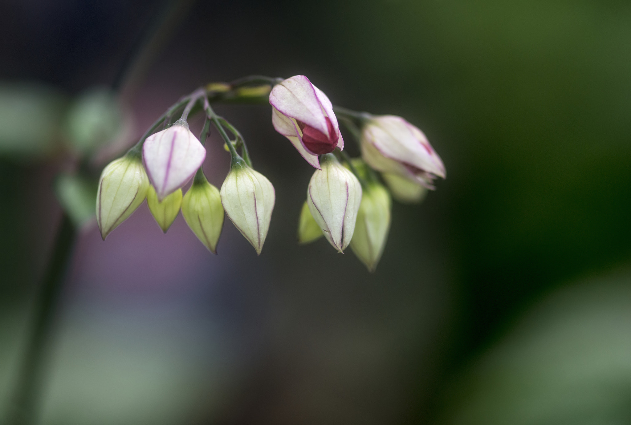 Nikon D800 + Sigma 105mm F2.8 EX DG Macro sample photo. Beautiful spring flower in bud with flower about to bloom in for photography