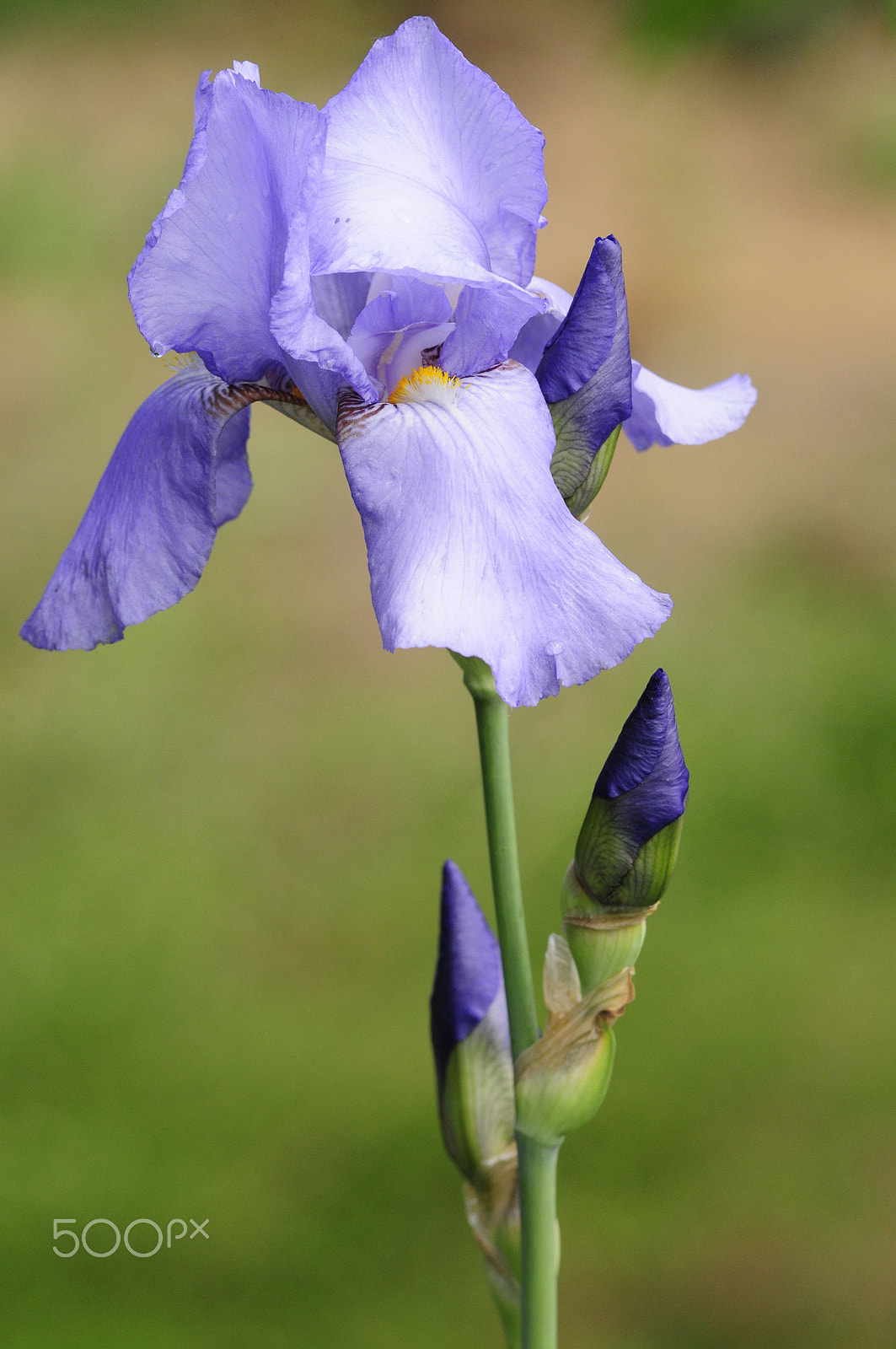 Nikon AF-Nikkor 80-200mm F2.8D ED sample photo. Iris photography