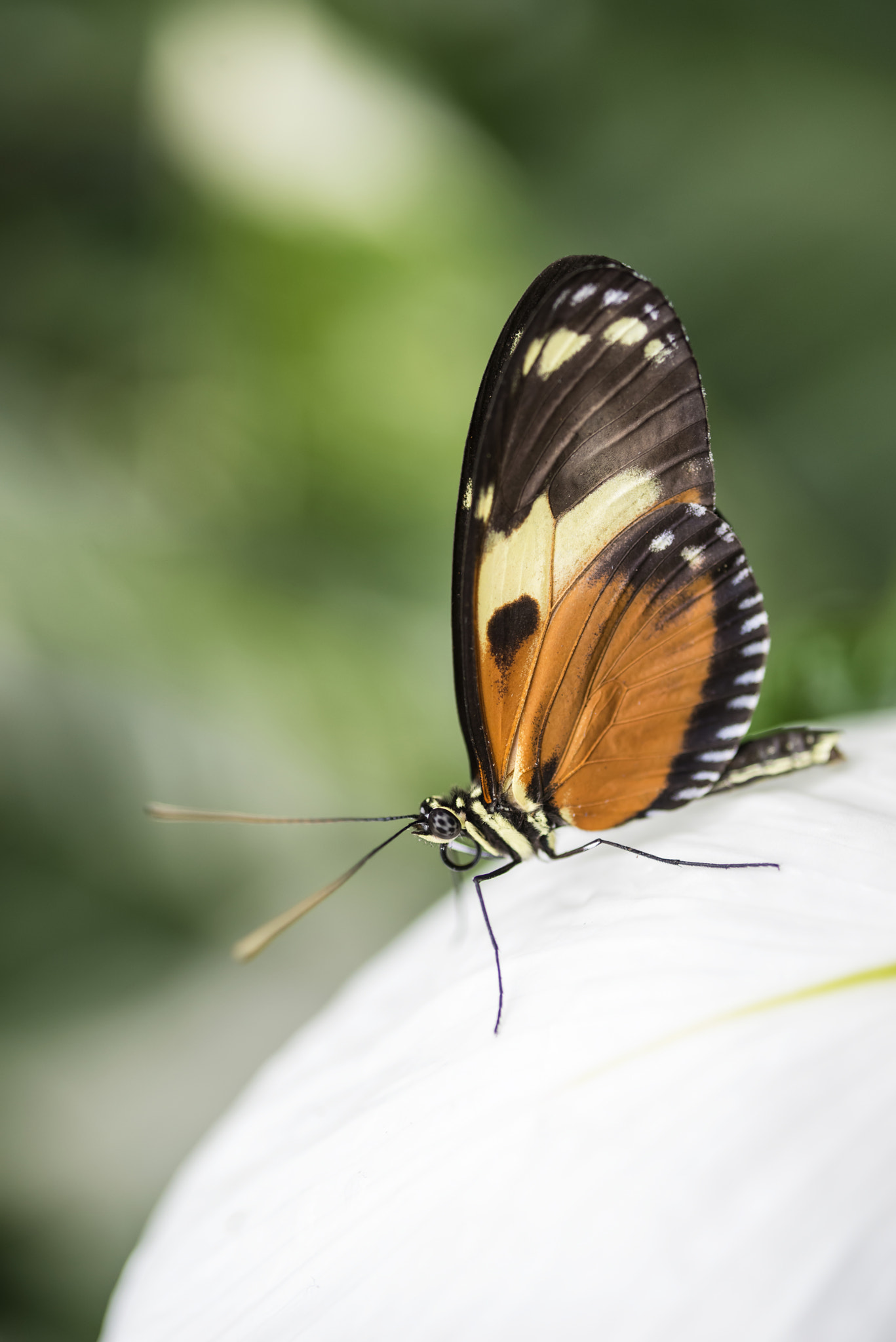 Nikon D800 + Sigma 105mm F2.8 EX DG Macro sample photo. Beautiful mechanitis polymnia dorissides butterfly from south am photography