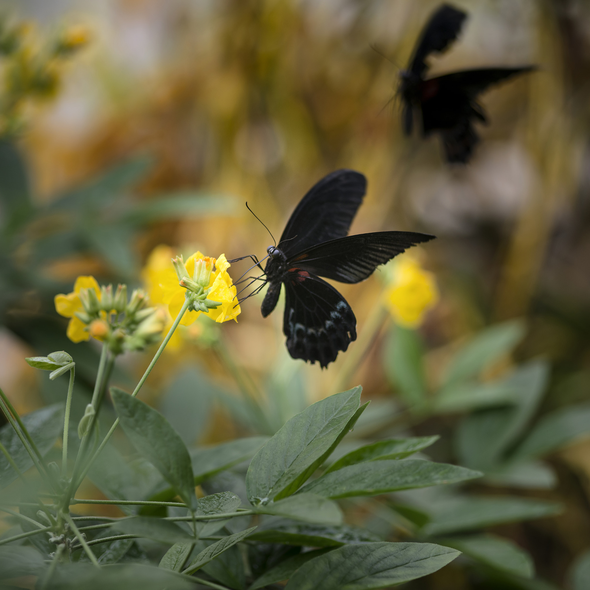 Nikon D800 + Sigma 105mm F2.8 EX DG Macro sample photo. Scarlet swallowtail butterfly on bright yellow flower with other photography