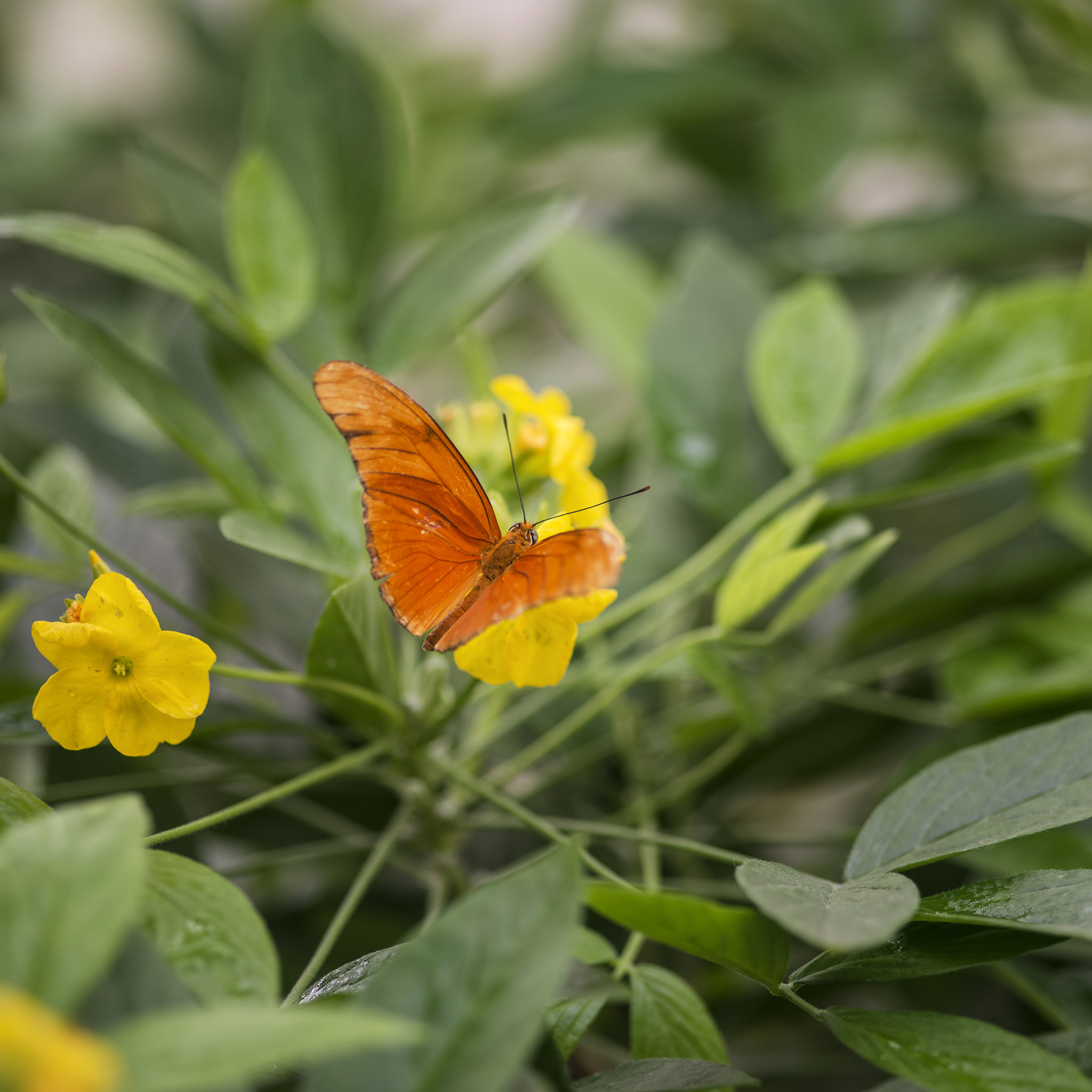 Nikon D800 + Sigma 105mm F2.8 EX DG Macro sample photo. Beautiful julia butterfly lepidoptra nymphalidae butterfly on ye photography