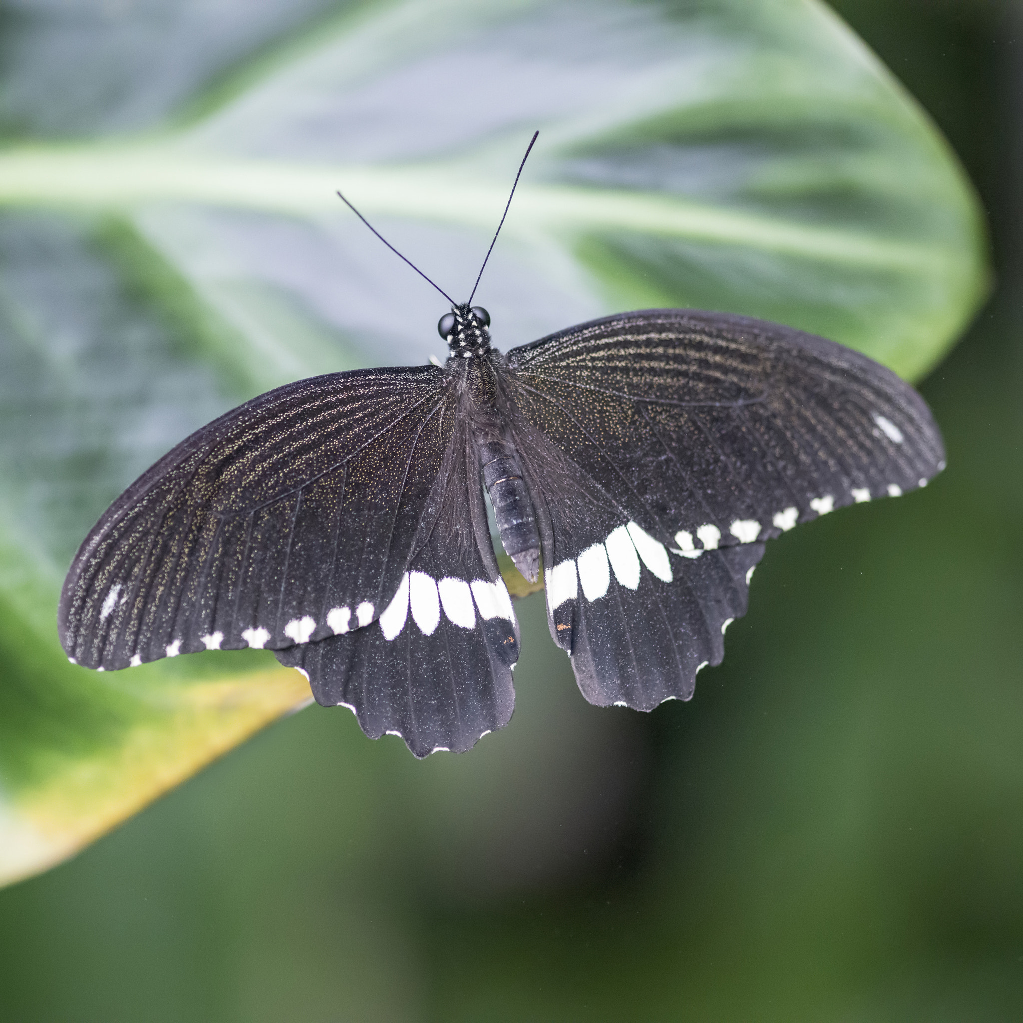 Nikon D800 + Sigma 105mm F2.8 EX DG Macro sample photo. Common mormon pupilo polytes butterfly settled on leaf photography