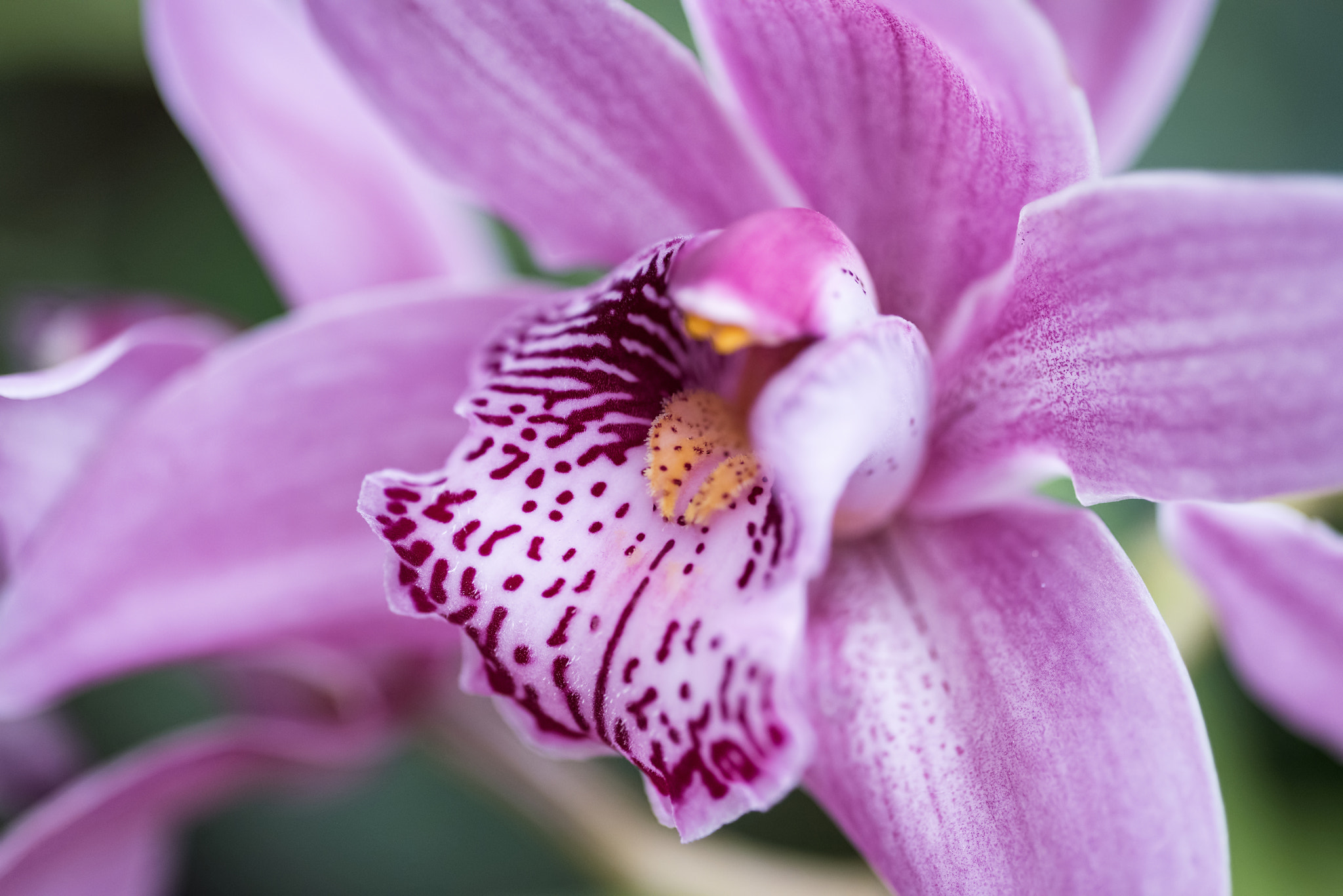 Nikon D800 + Sigma 105mm F2.8 EX DG Macro sample photo. Stunning cymbidium rievaulx hamsey orchid flower in full bloom photography