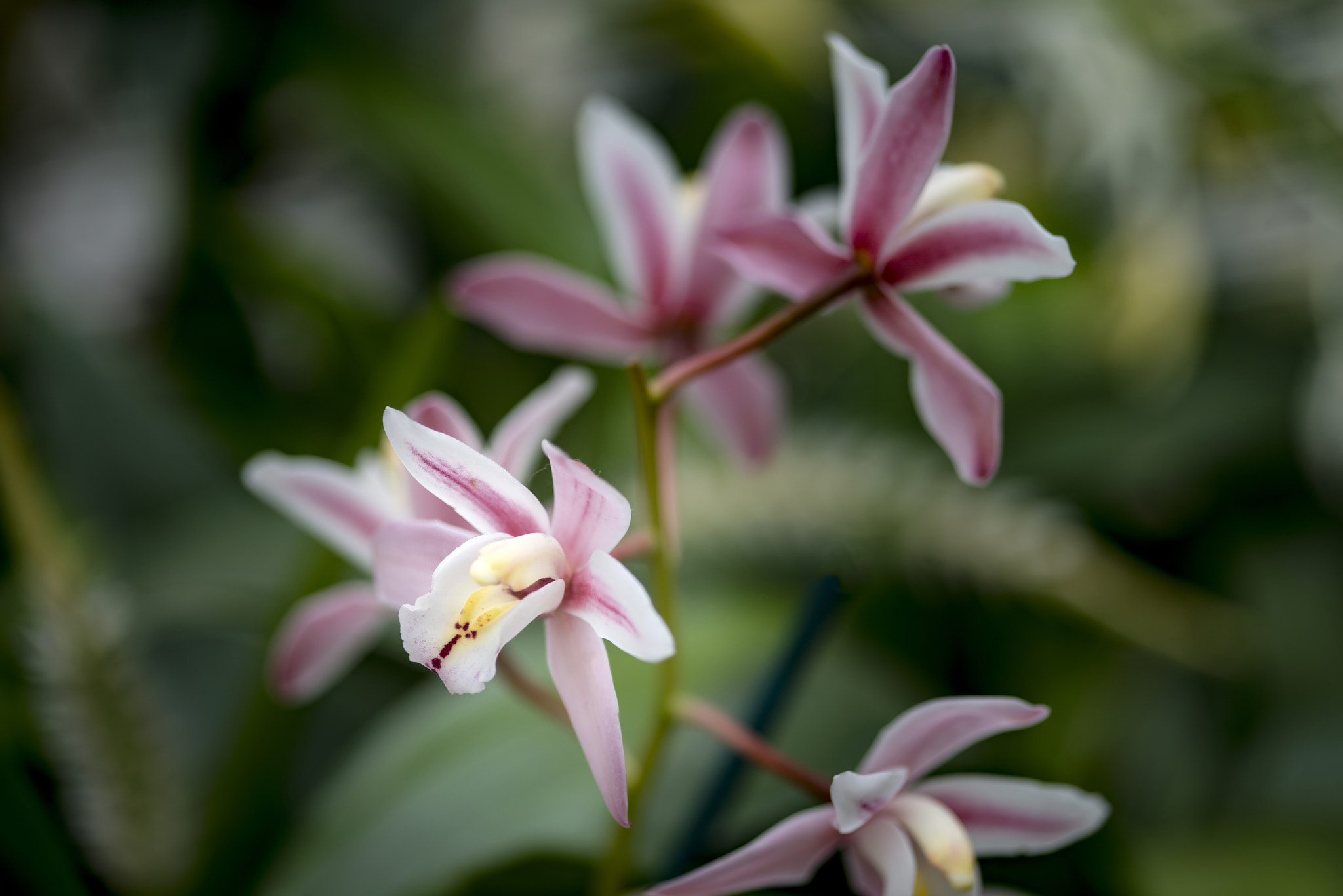Nikon D800 + Sigma 105mm F2.8 EX DG Macro sample photo. Stunning vibrant cymbidium scallywag orchid flower in bloom in s photography