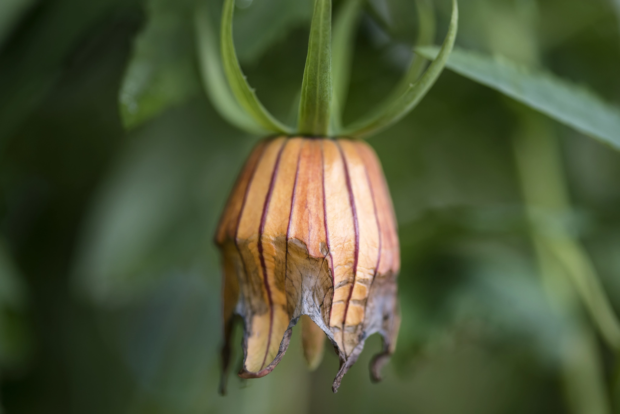 Nikon D800 + Sigma 105mm F2.8 EX DG Macro sample photo. Unusual beautiful canarina canariensis canary bellflower ready t photography