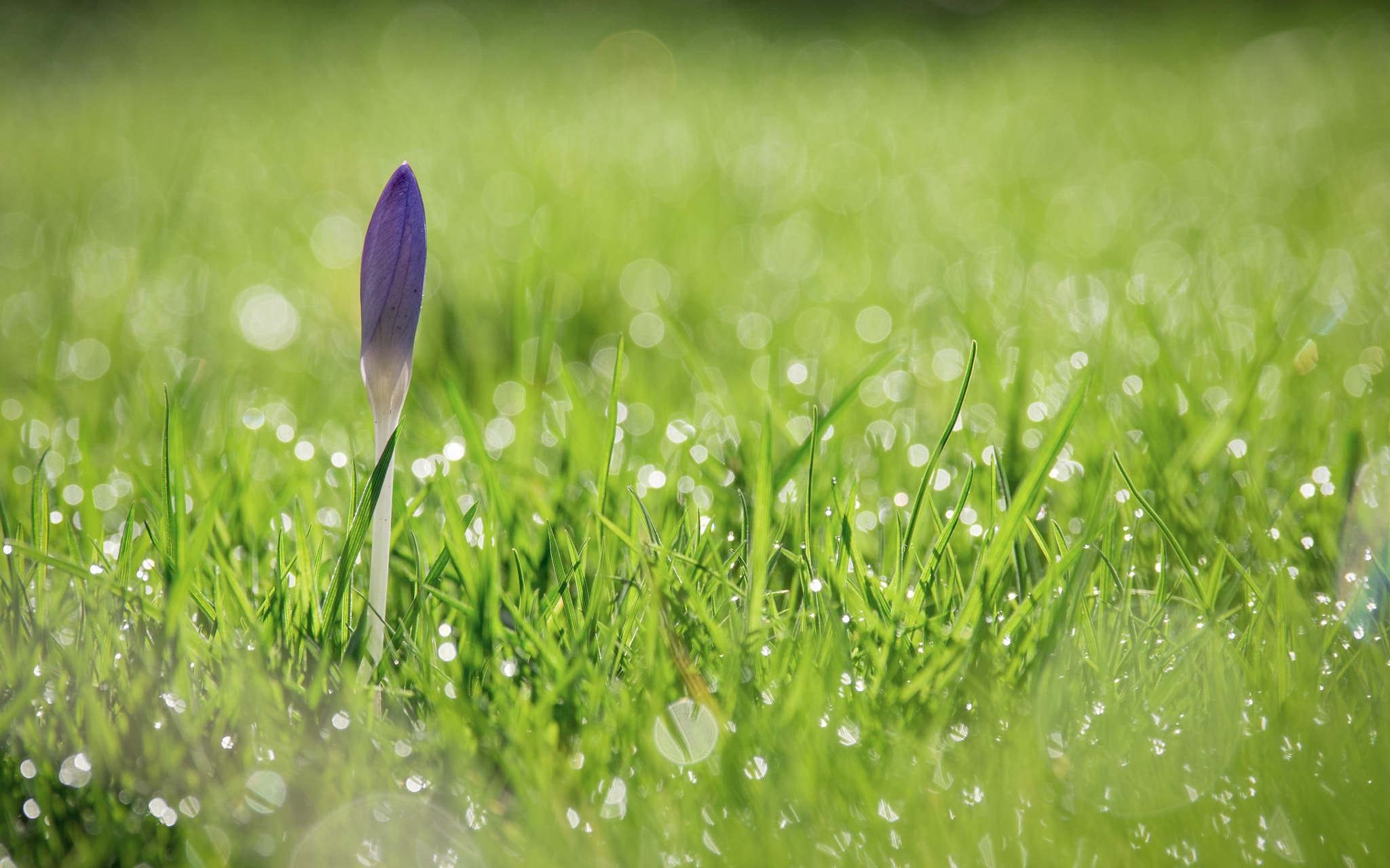 Panasonic Lumix G X Vario 35-100mm F2.8 OIS sample photo. Crocus photography