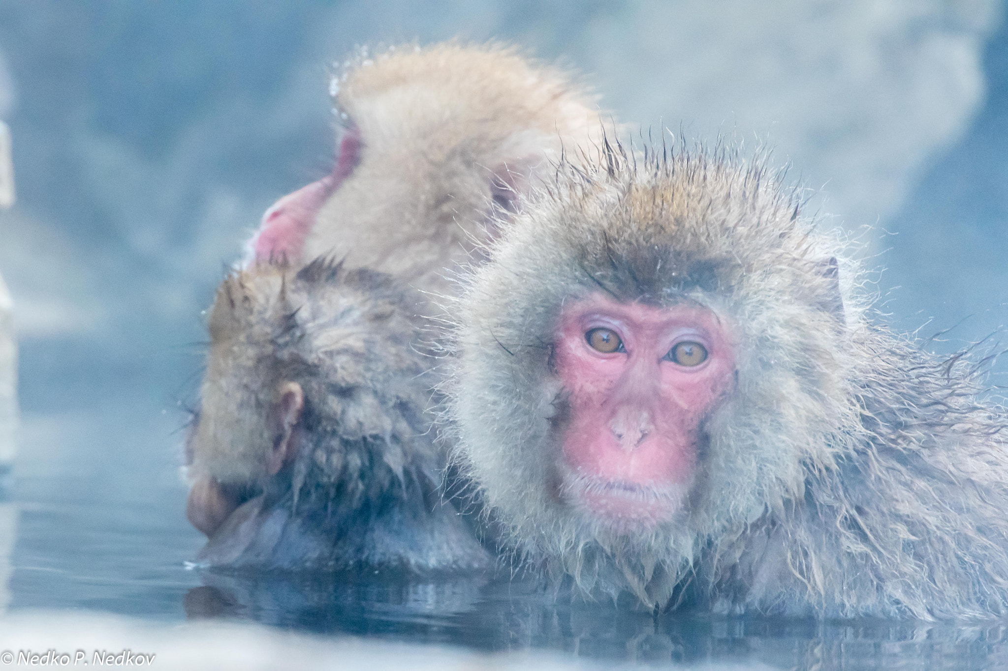 Nikon AF-S Nikkor 70-200mm F2.8G ED VR II sample photo. Yamanouchi photography