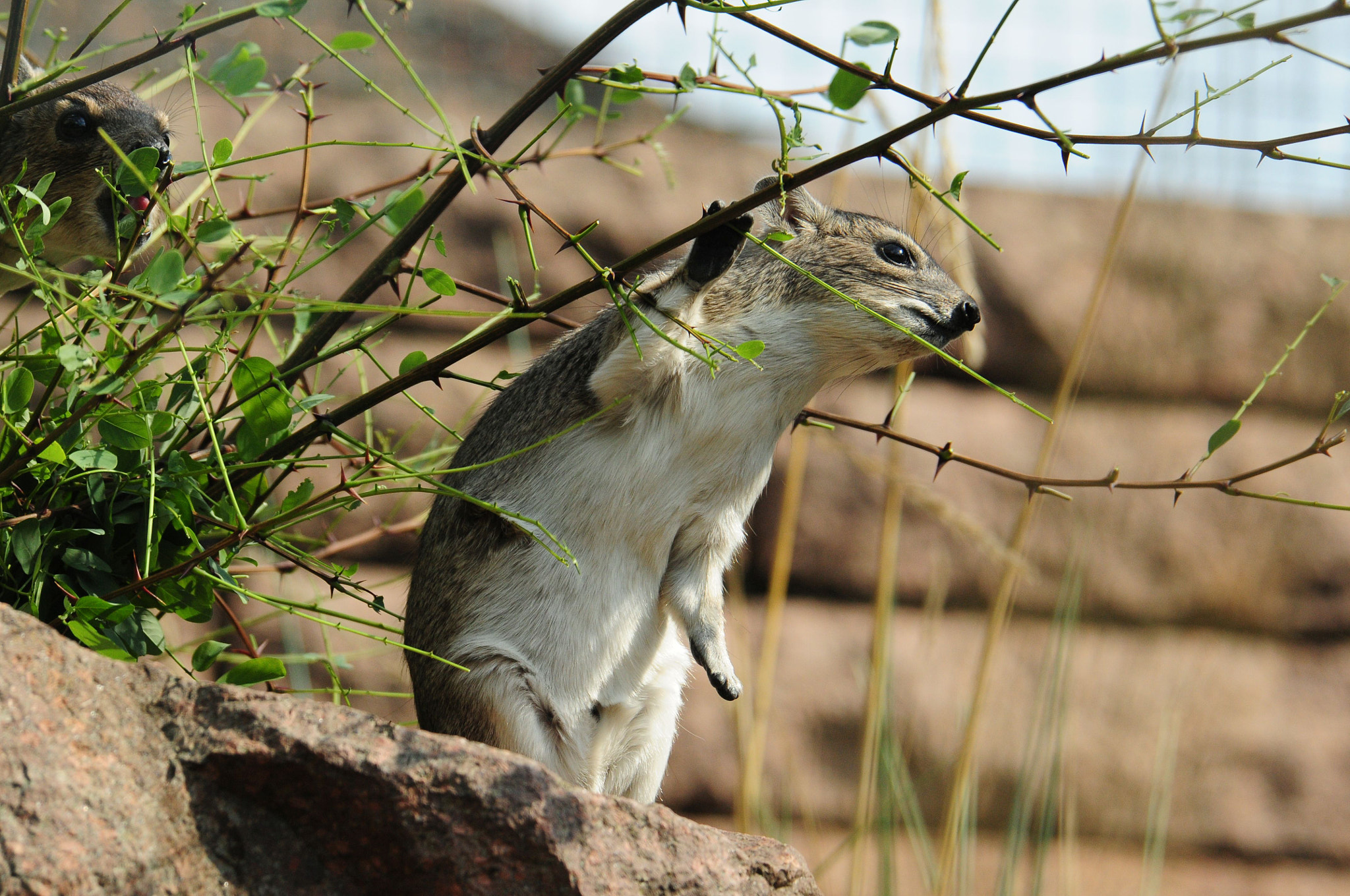 Nikon D300 sample photo. Buschschliefer photography