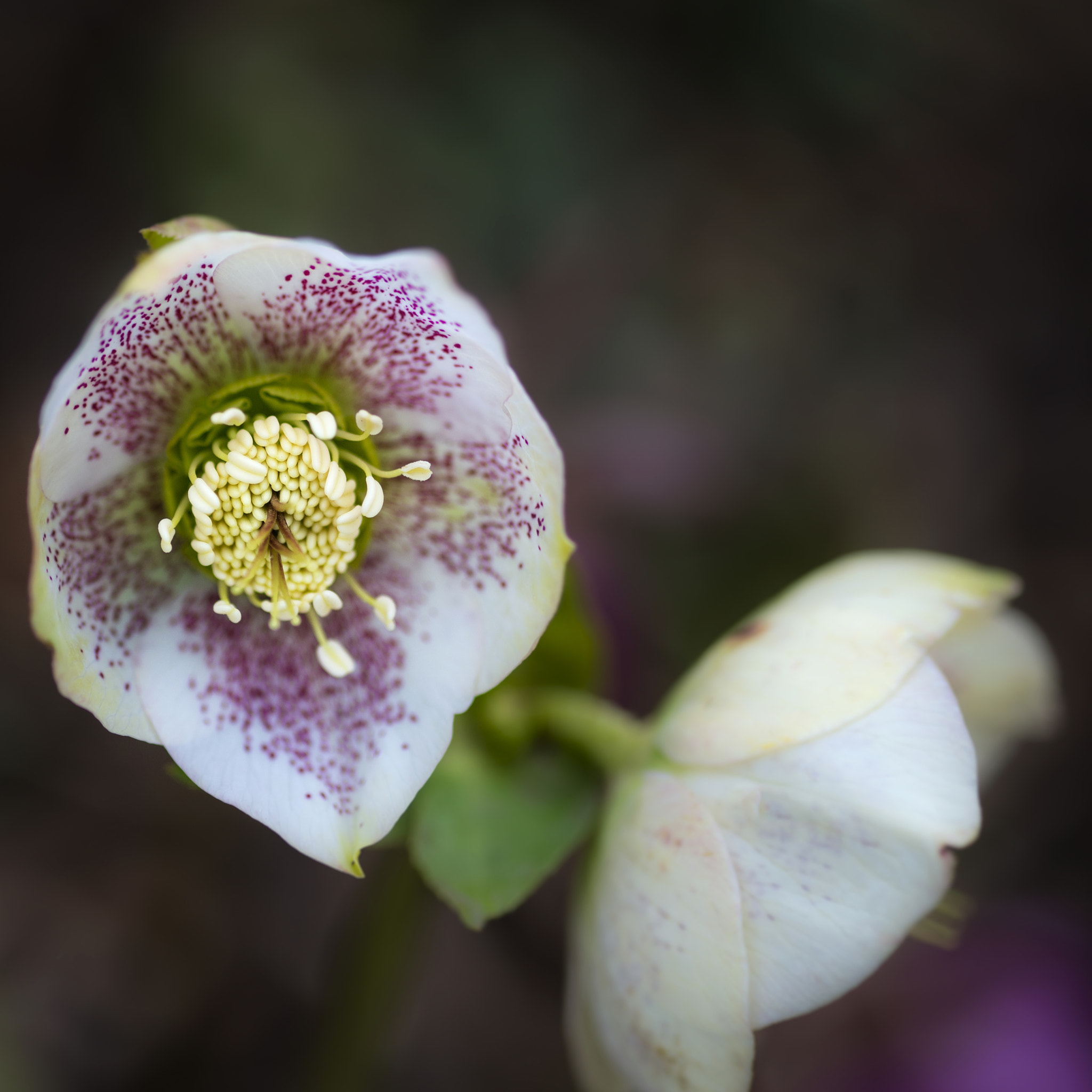 Nikon D800 + Sigma 105mm F2.8 EX DG Macro sample photo. Beautiful vibrant helleborous hybridus flower in full bloom in s photography