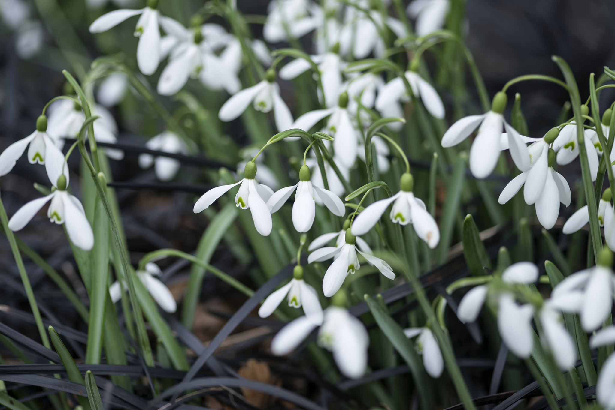 Nikon D800 + Sigma 105mm F2.8 EX DG Macro sample photo. Beautiful snowdrop galanthus flowers in full bloom in spring for photography