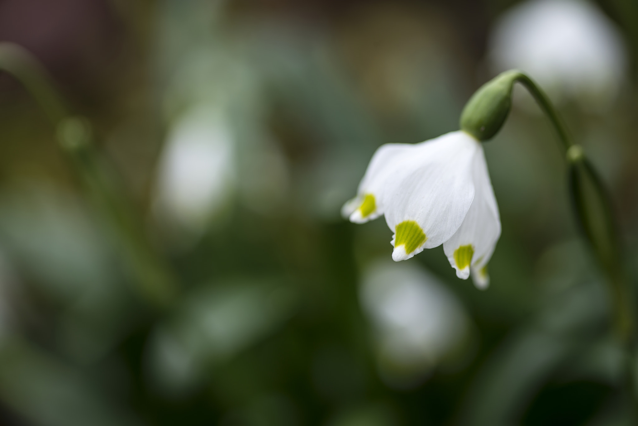 Nikon D800 + Sigma 105mm F2.8 EX DG Macro sample photo. Stunning simple leucojum amaryllis snowbell dew drop amaryllidac photography