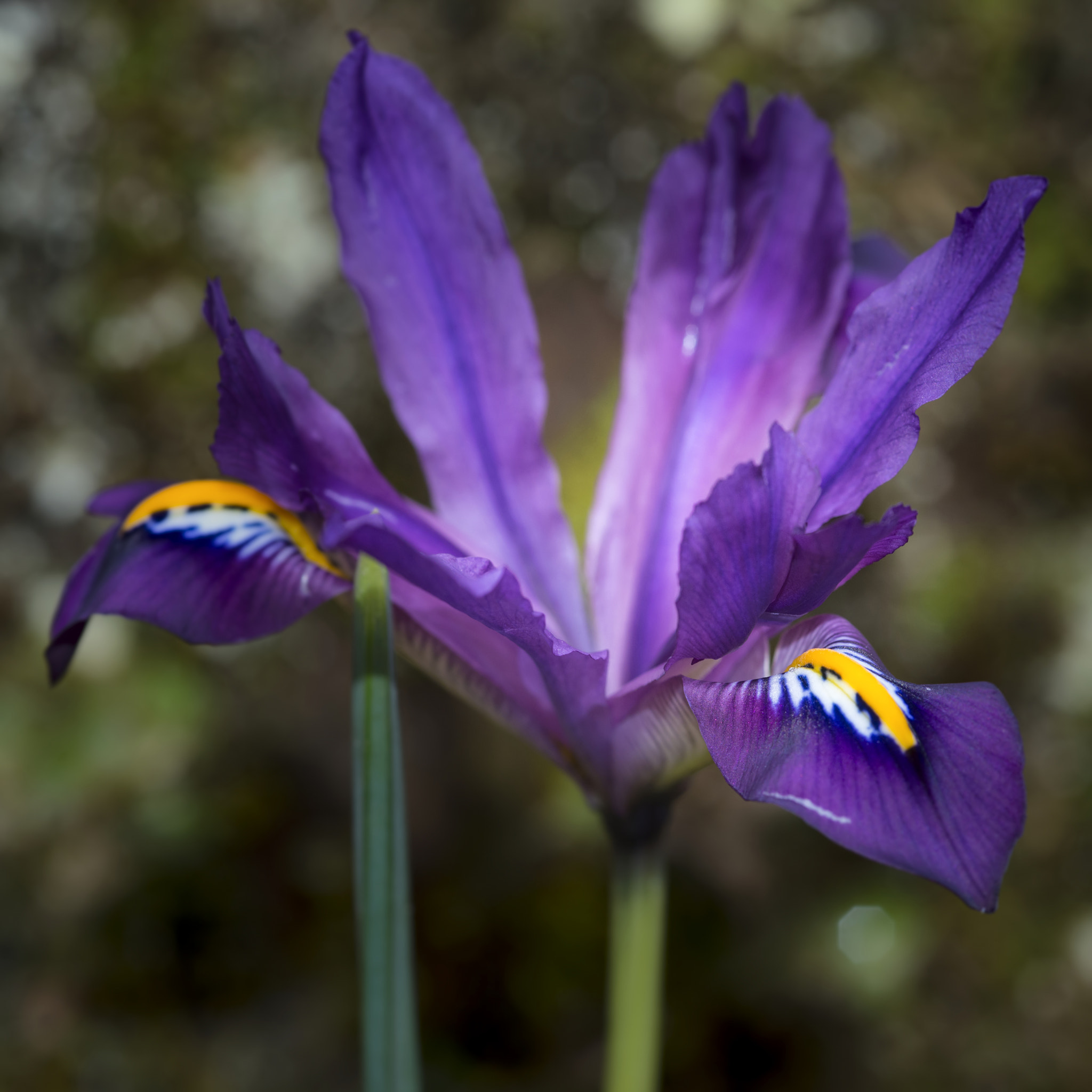 Nikon D800 + Sigma 105mm F2.8 EX DG Macro sample photo. Beautiful vibrant iris flower scent sational in full bloom in sp photography