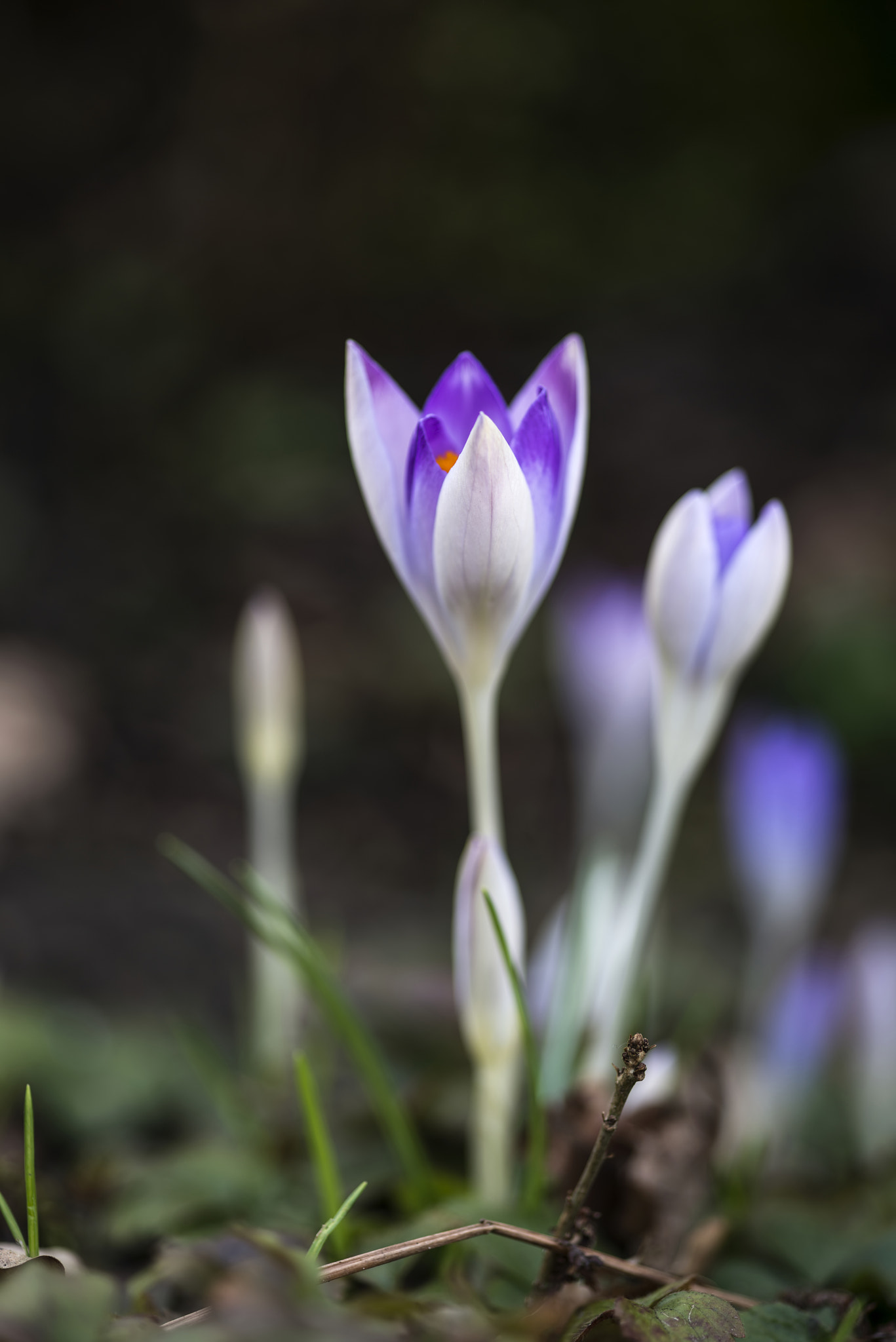 Nikon D800 + Sigma 105mm F2.8 EX DG Macro sample photo. Stunning vibrant crocus flowers in spring on forest floor photography