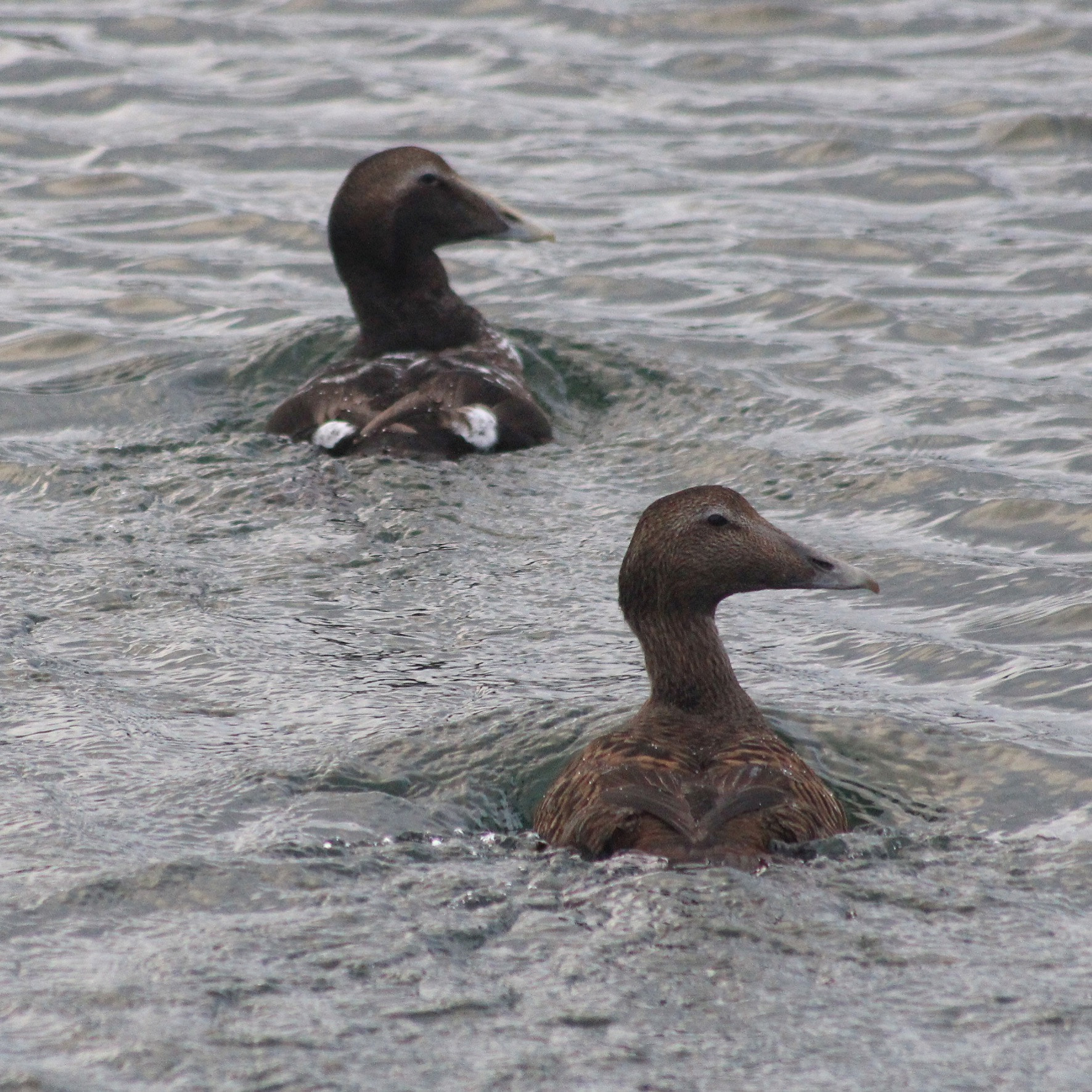 Canon EOS 1200D (EOS Rebel T5 / EOS Kiss X70 / EOS Hi) + Canon 70-300mm sample photo. Ducks swimming away. photography