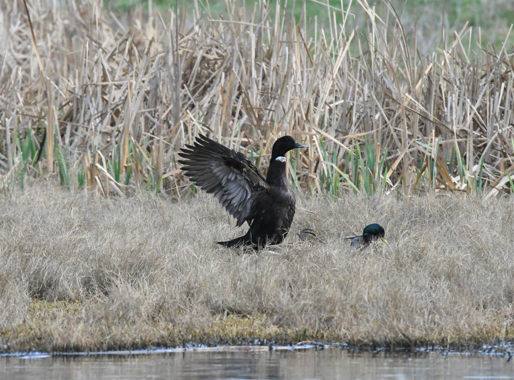 Sigma 150-600mm F5-6.3 DG OS HSM | S sample photo. D photography