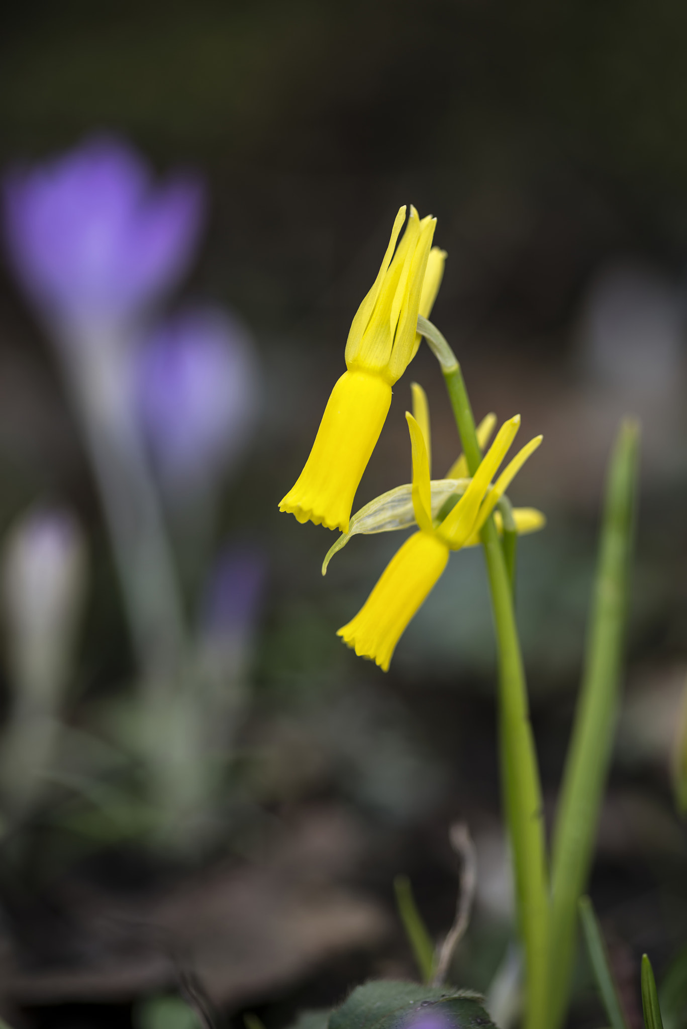 Nikon D800 + Sigma 105mm F2.8 EX DG Macro sample photo. Stunning narcissus daffodil cyclamineus hybrid in spring photography